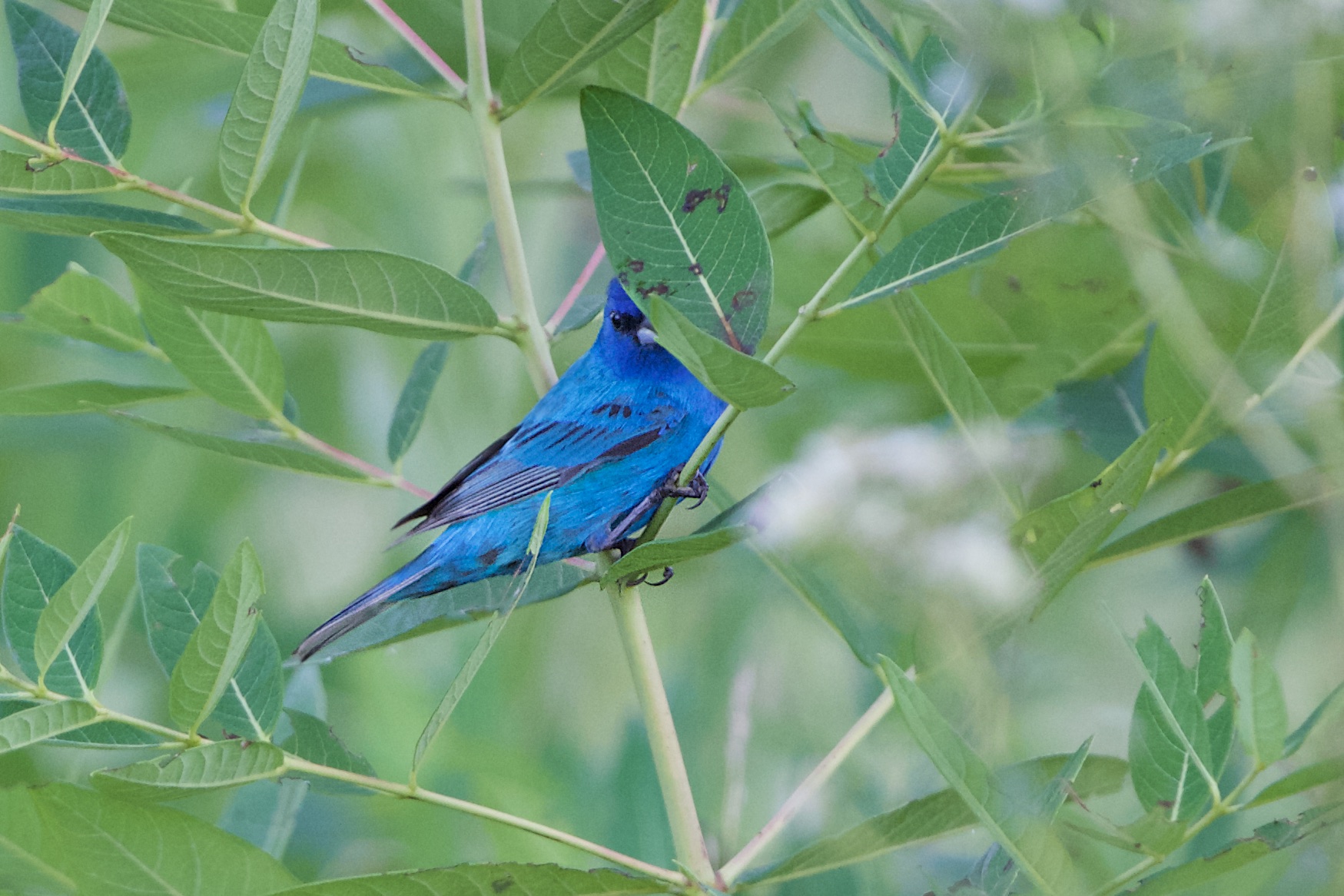 Peeking Bunting (Click to see that Peek)