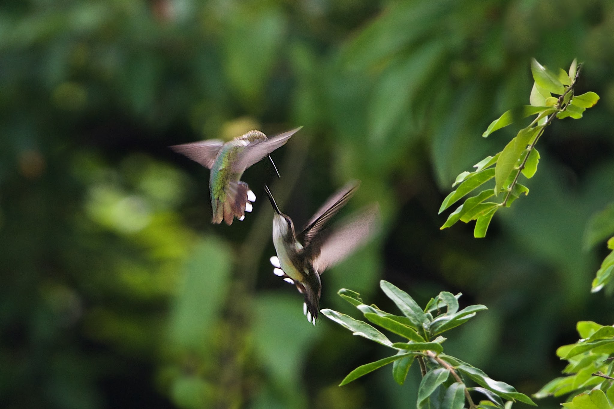Hummingbirds Playing in Valley Forge Today
