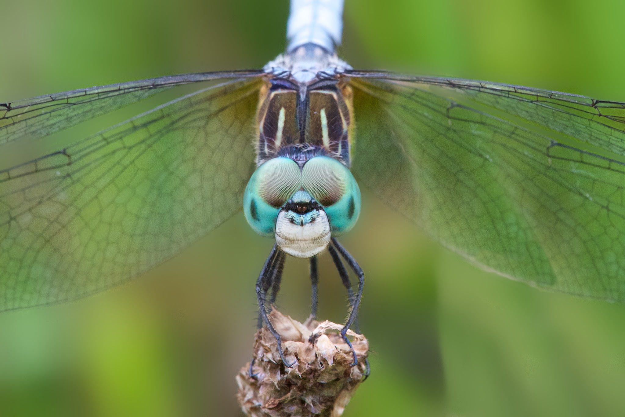The Blue Dasher in Valley Forge this Morning