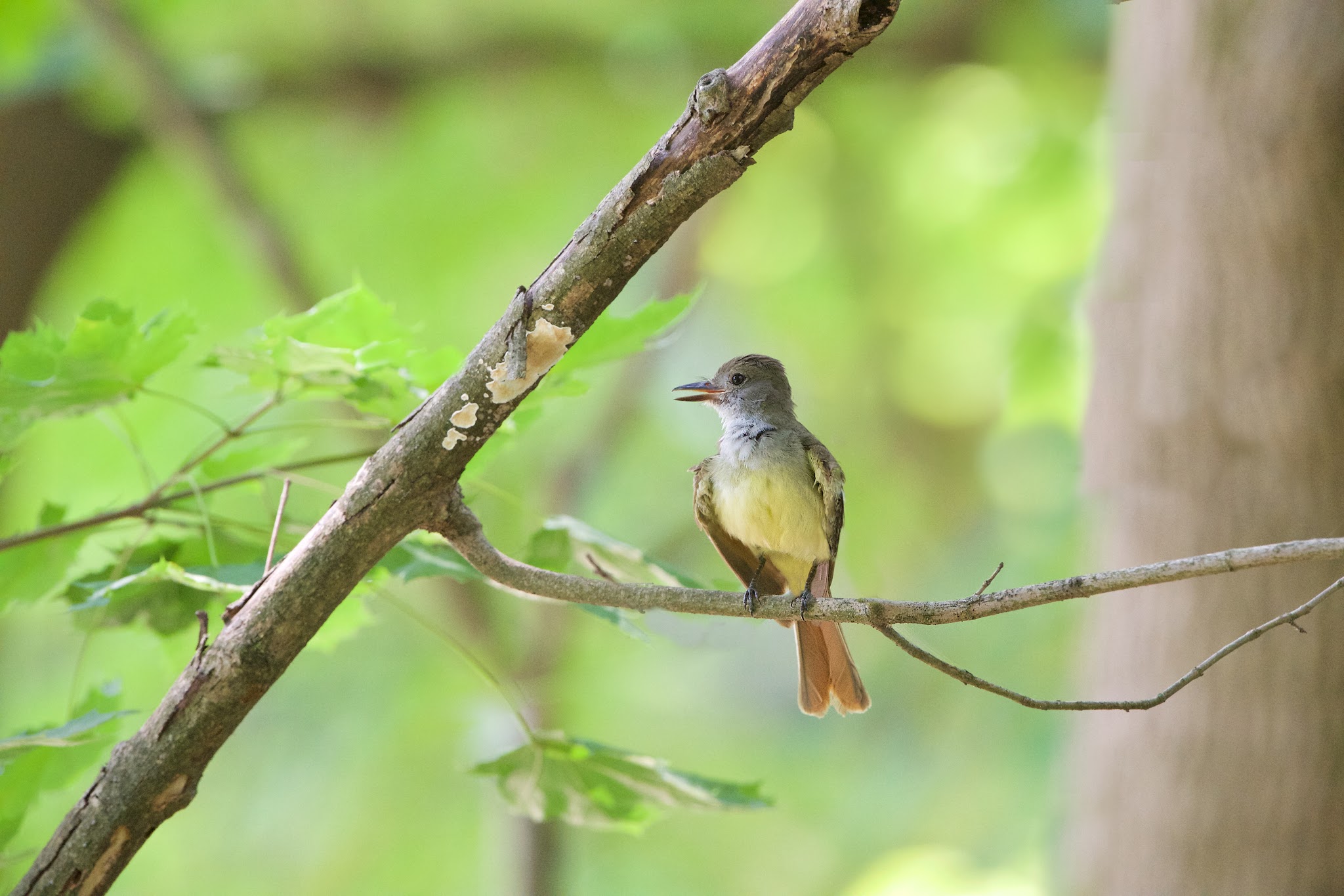 The Elegant and Great Crested Fly Catcher in Valley Forge Today