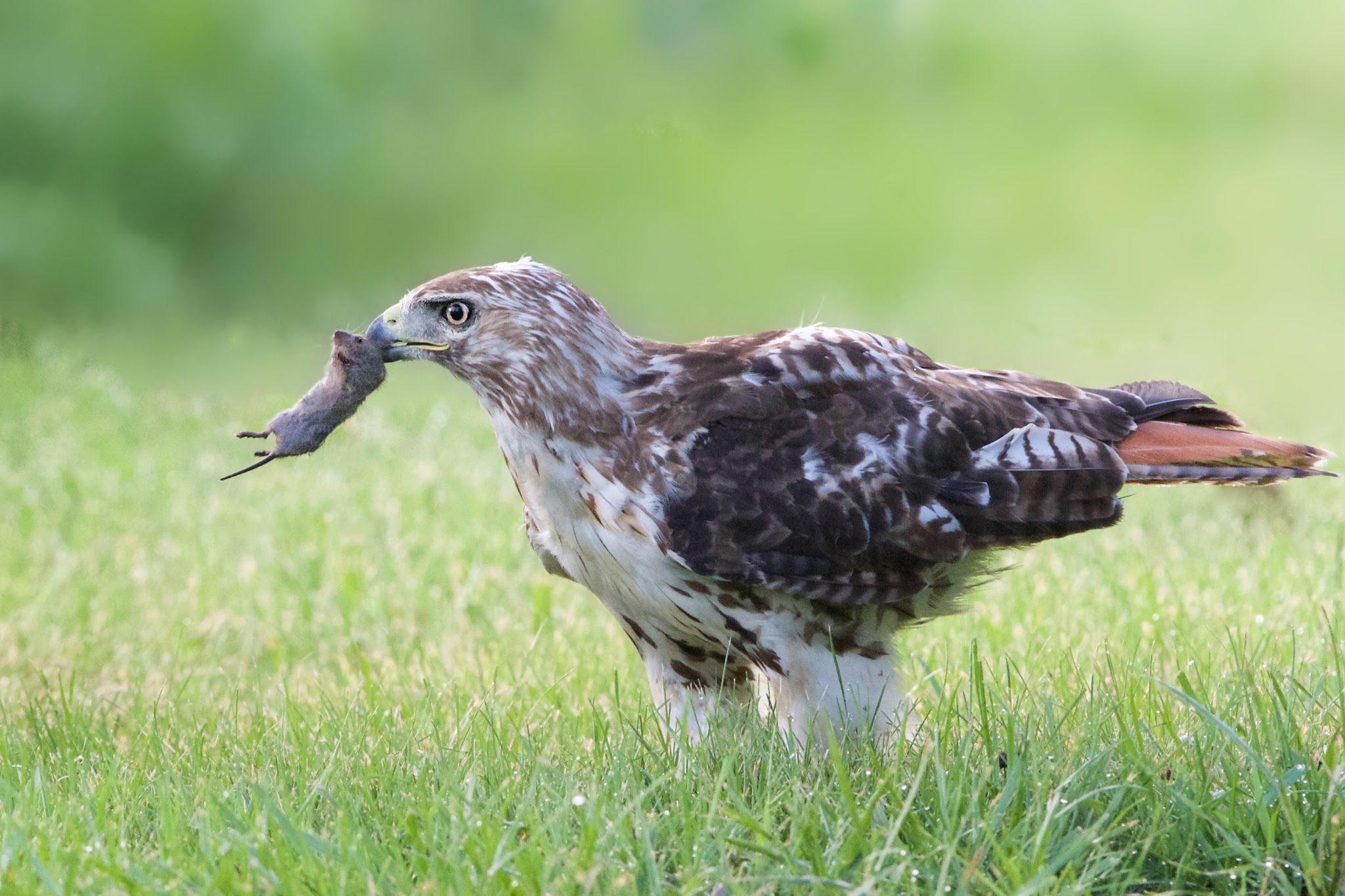 Red Tail and the Vole