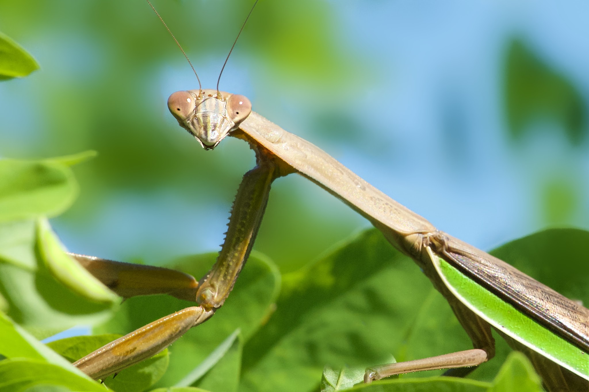 Big Boy or Girl in Valley Forge today