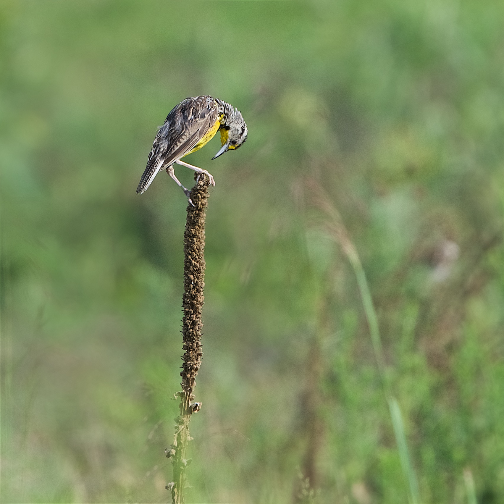 The Meadow Lark Bowing in Valley Forge this Afternoon