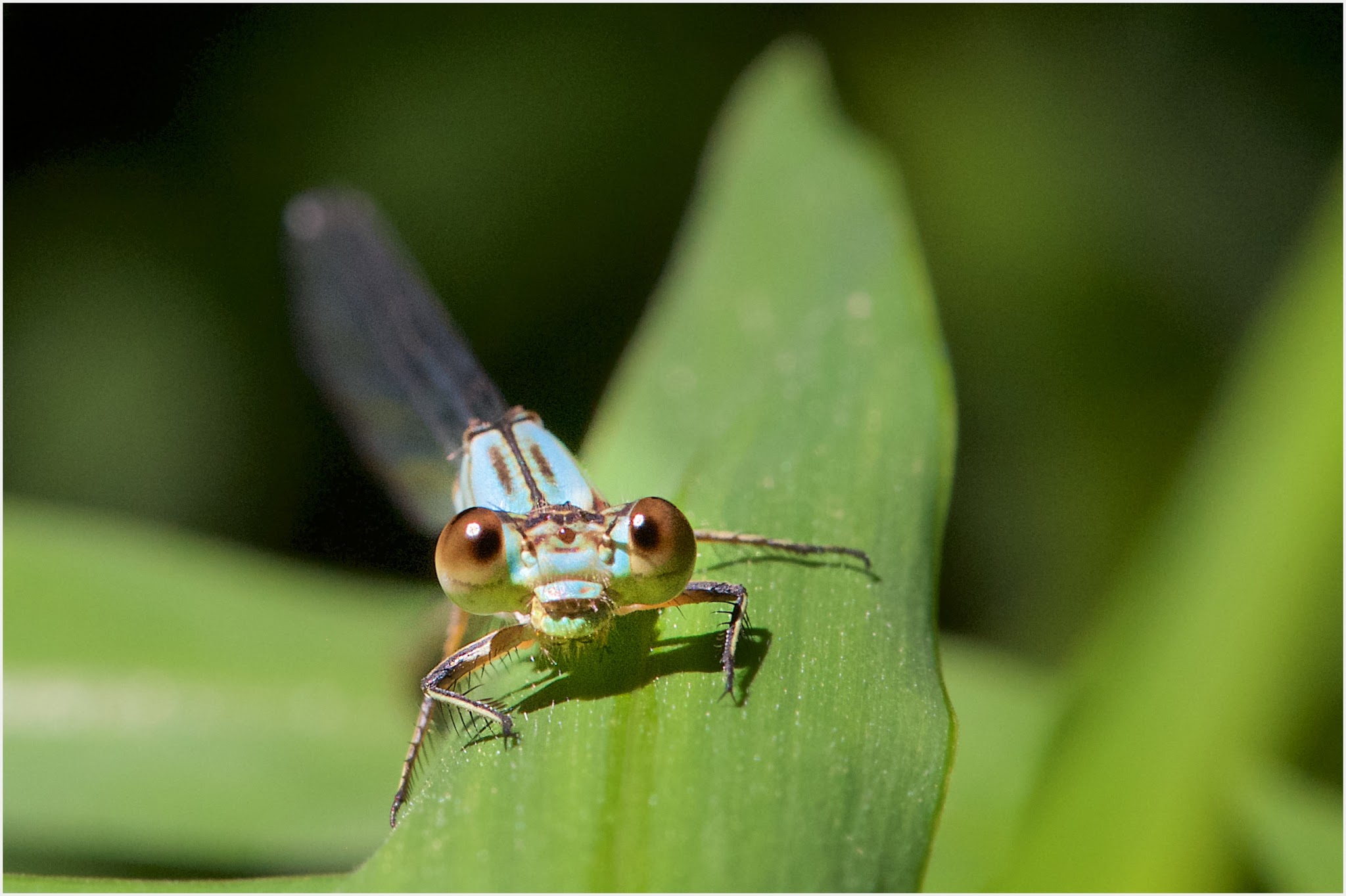 Oh, The Wonder of it All