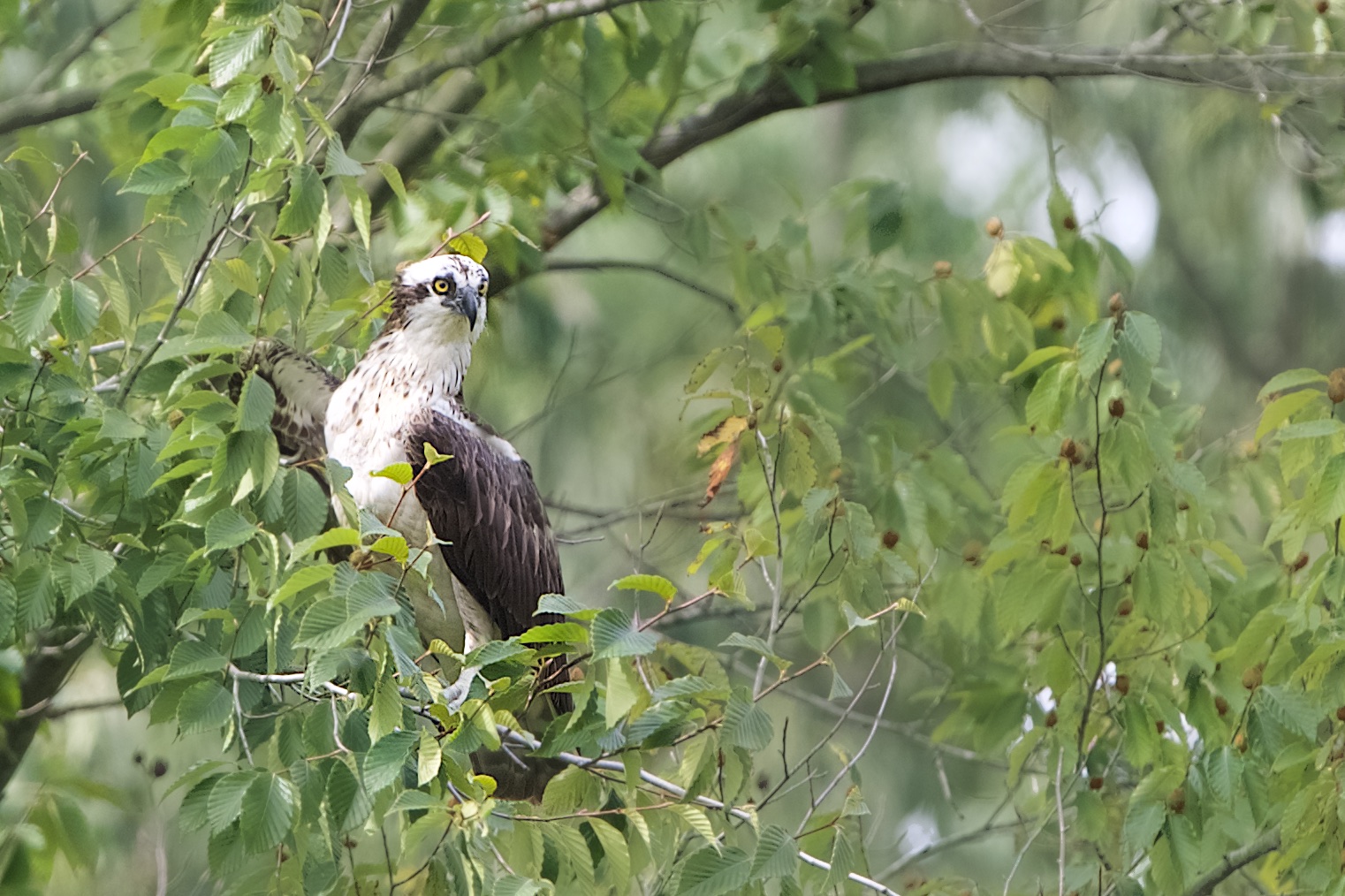 Osprey at Eastern College Pond!!