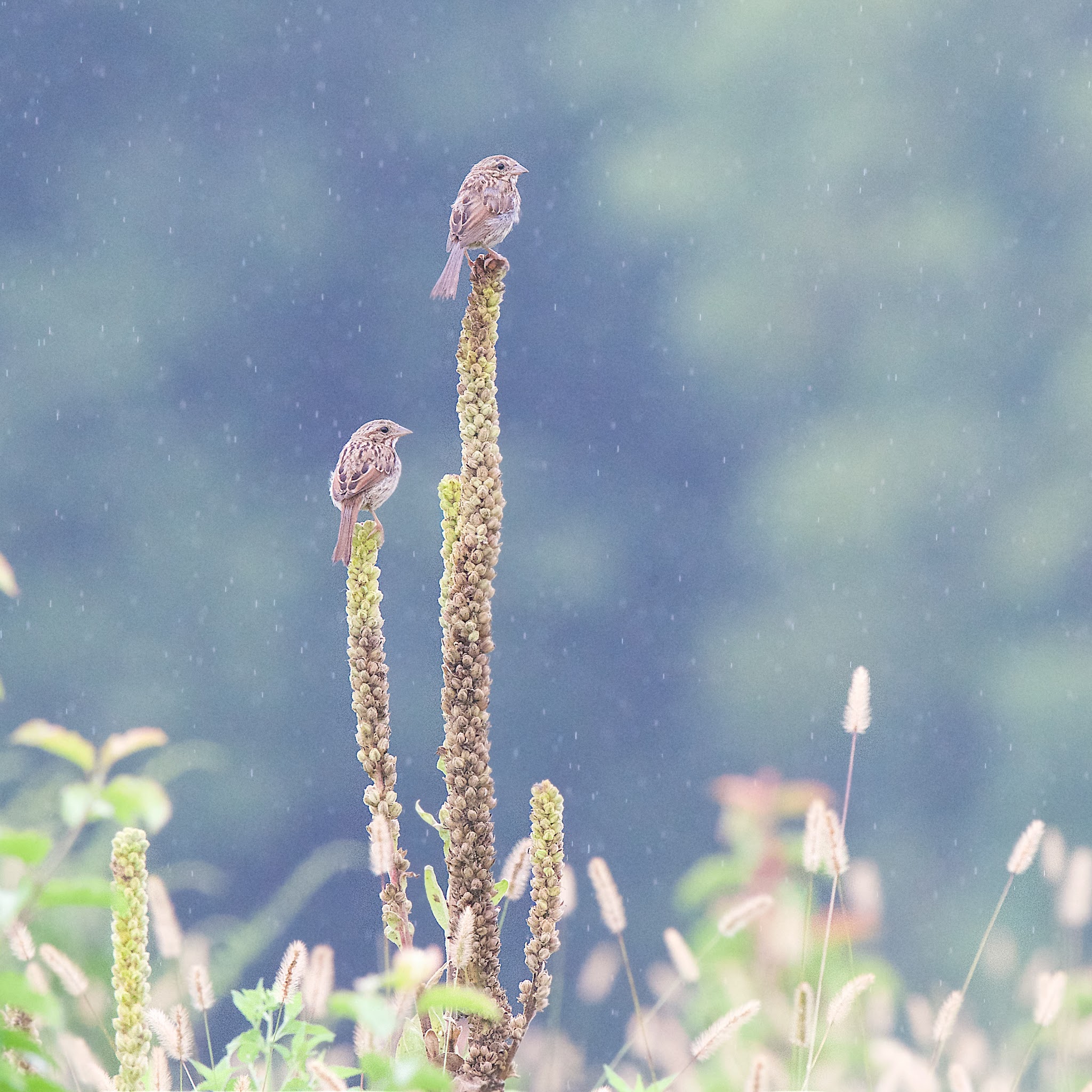 Sparrows in the Rain