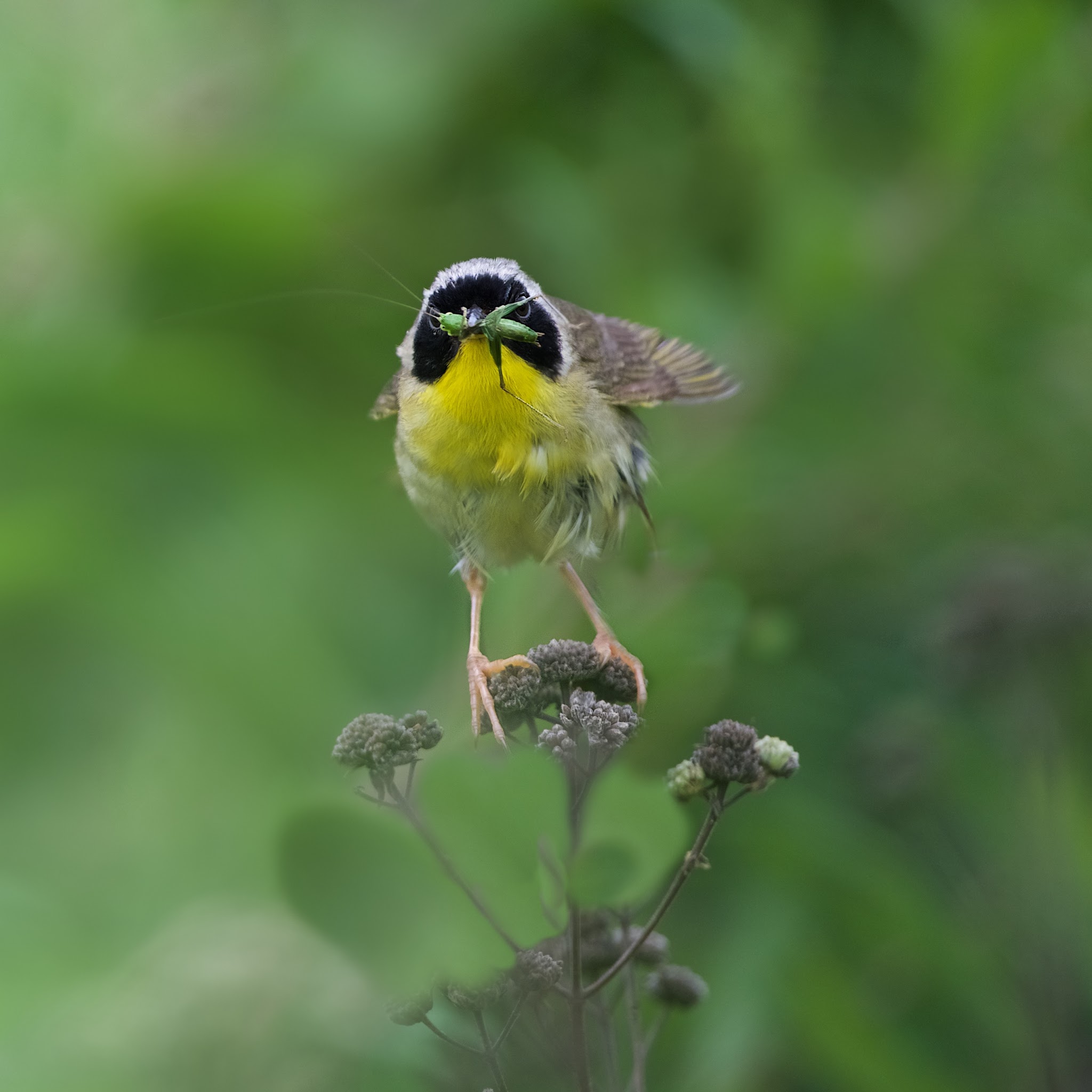 Not a Good Day for the Katydid