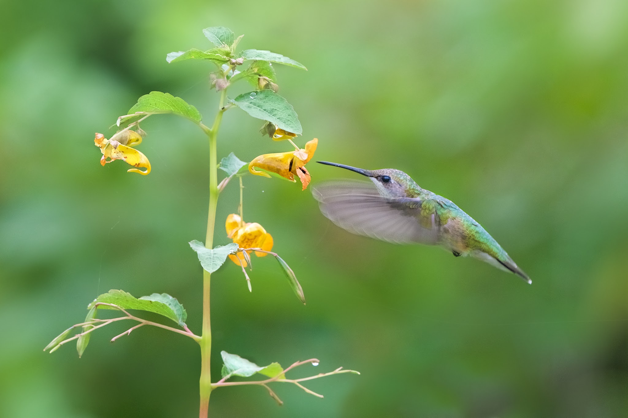 The Hummingbird and the Snapdragon in Valley Forge Today
