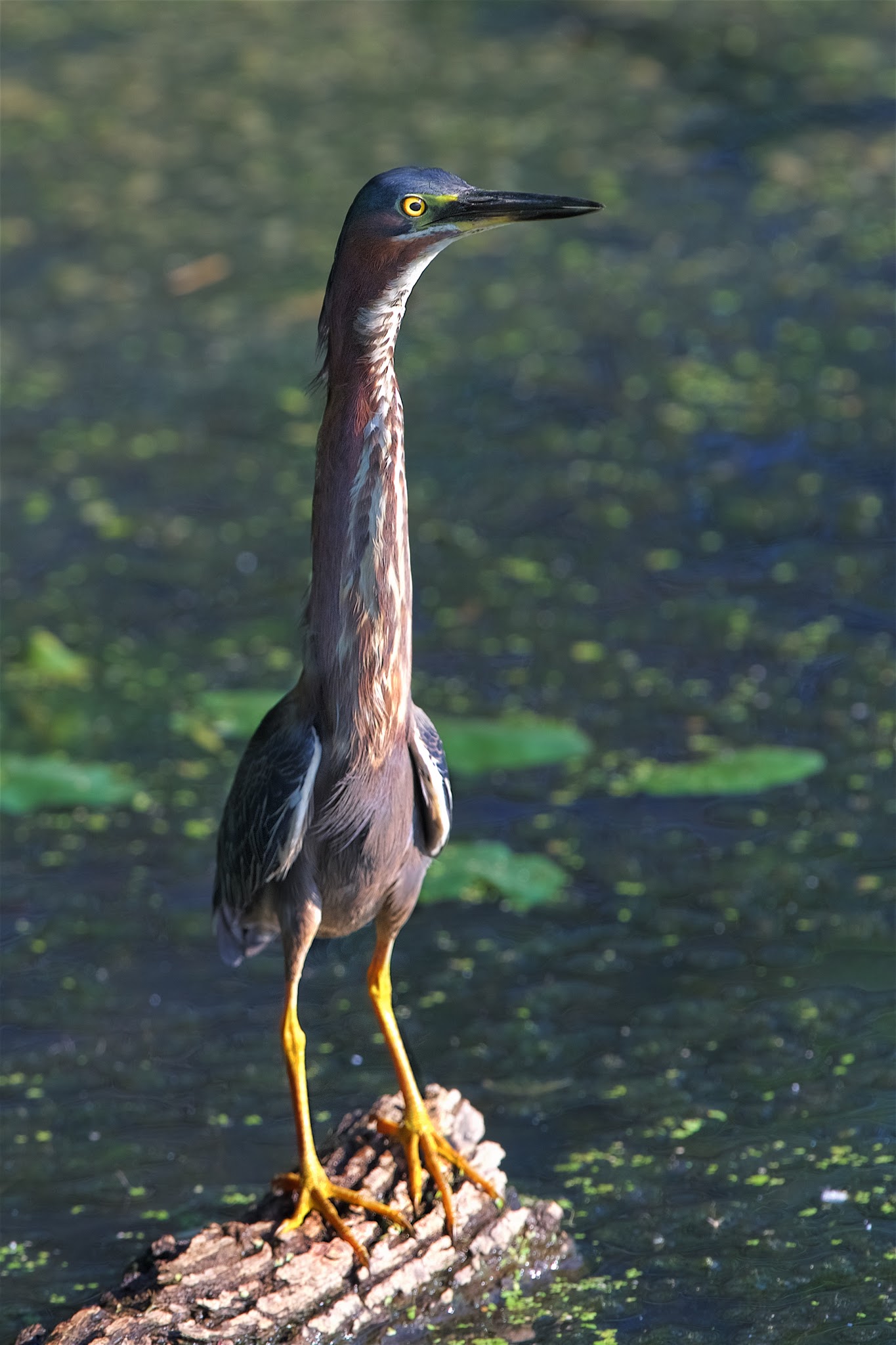 The Long Long Neck of the Green Heron