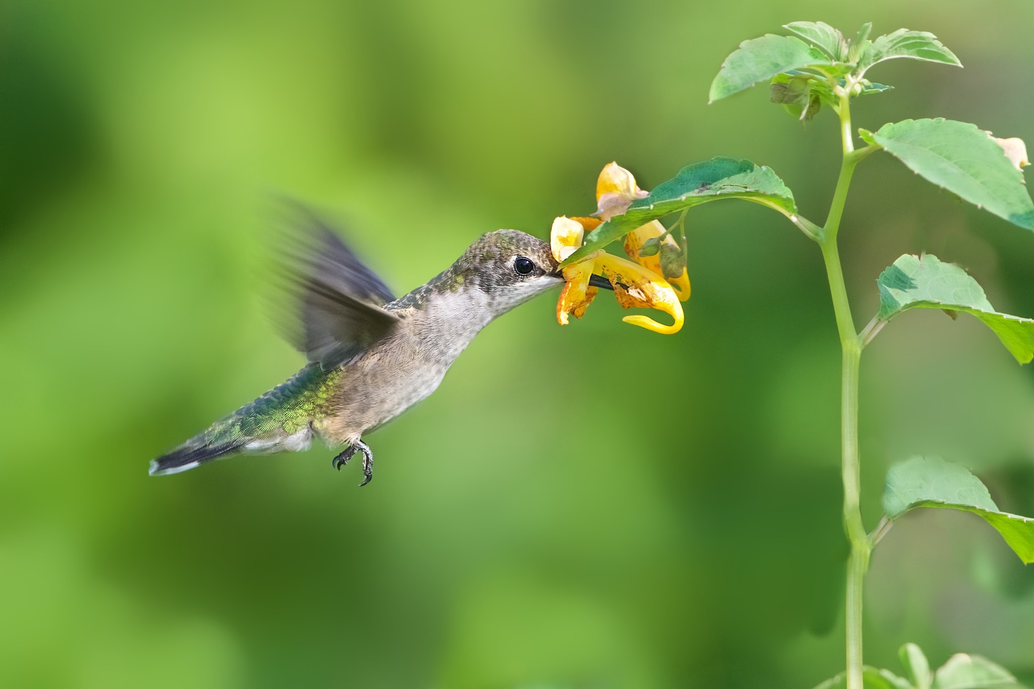 The Female Ruby Throat