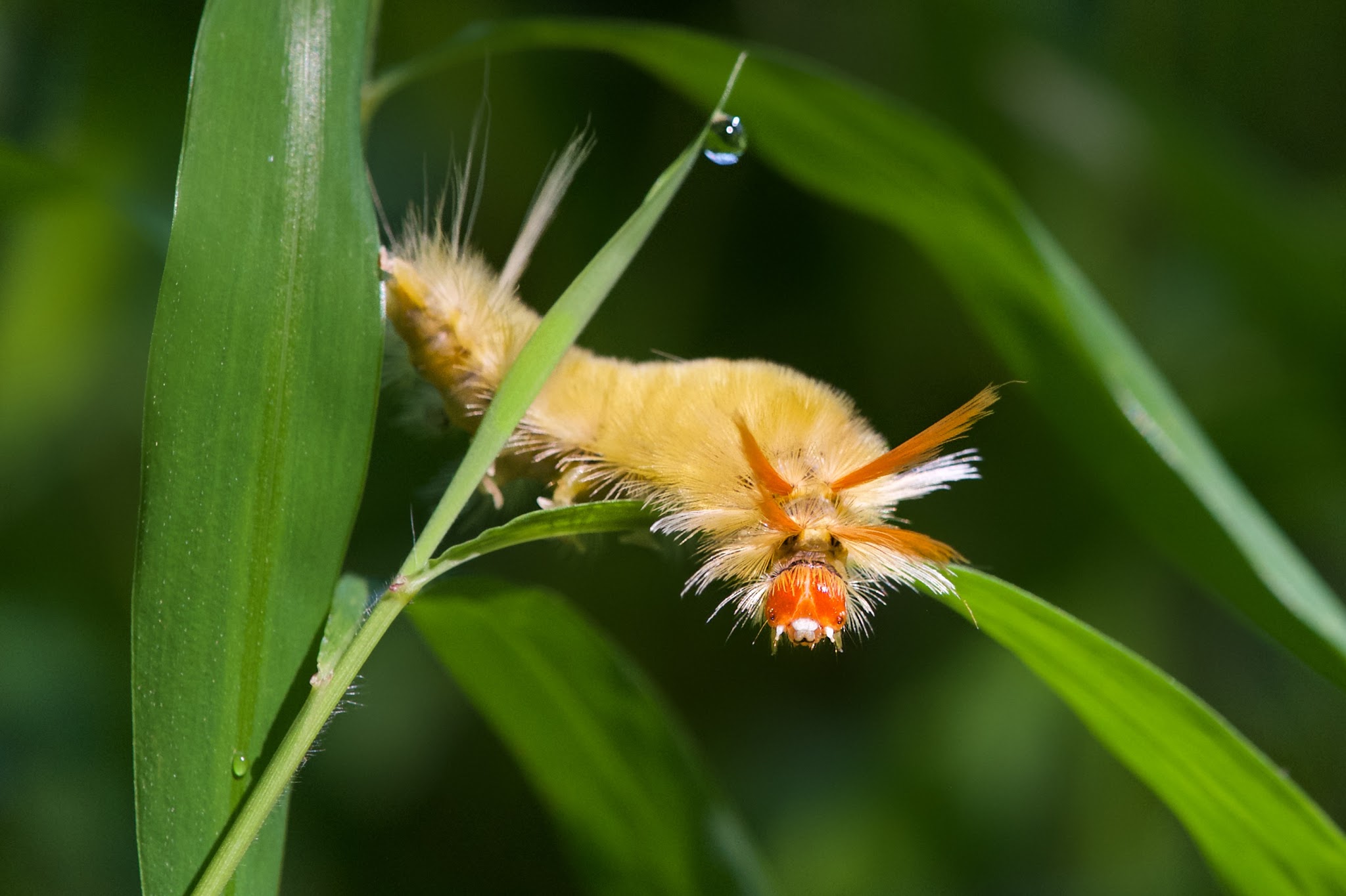 The Sycamore Tussock Moth Caterpillar in a Staring Contest