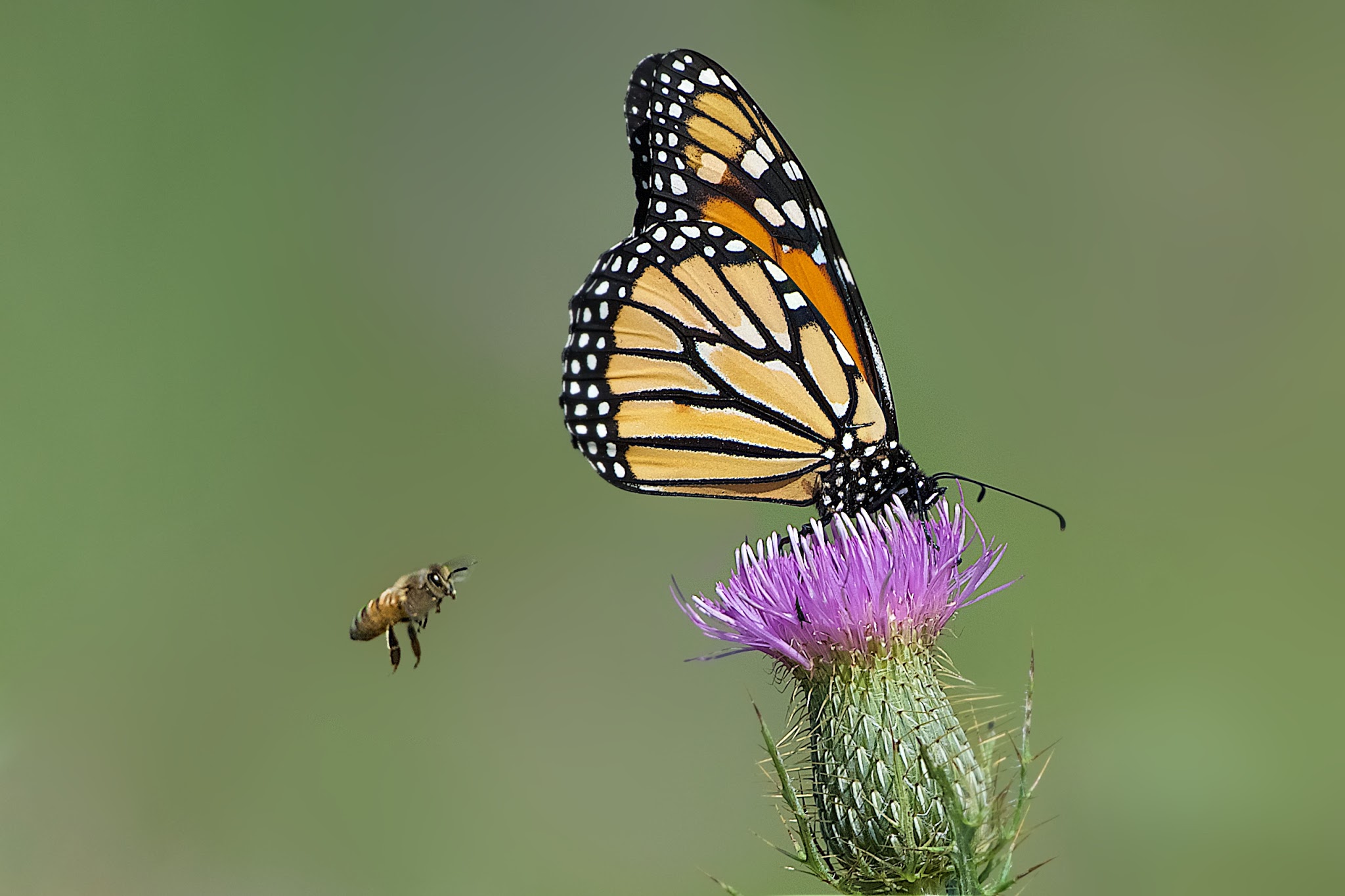 Waiting in Line in Valley Forge