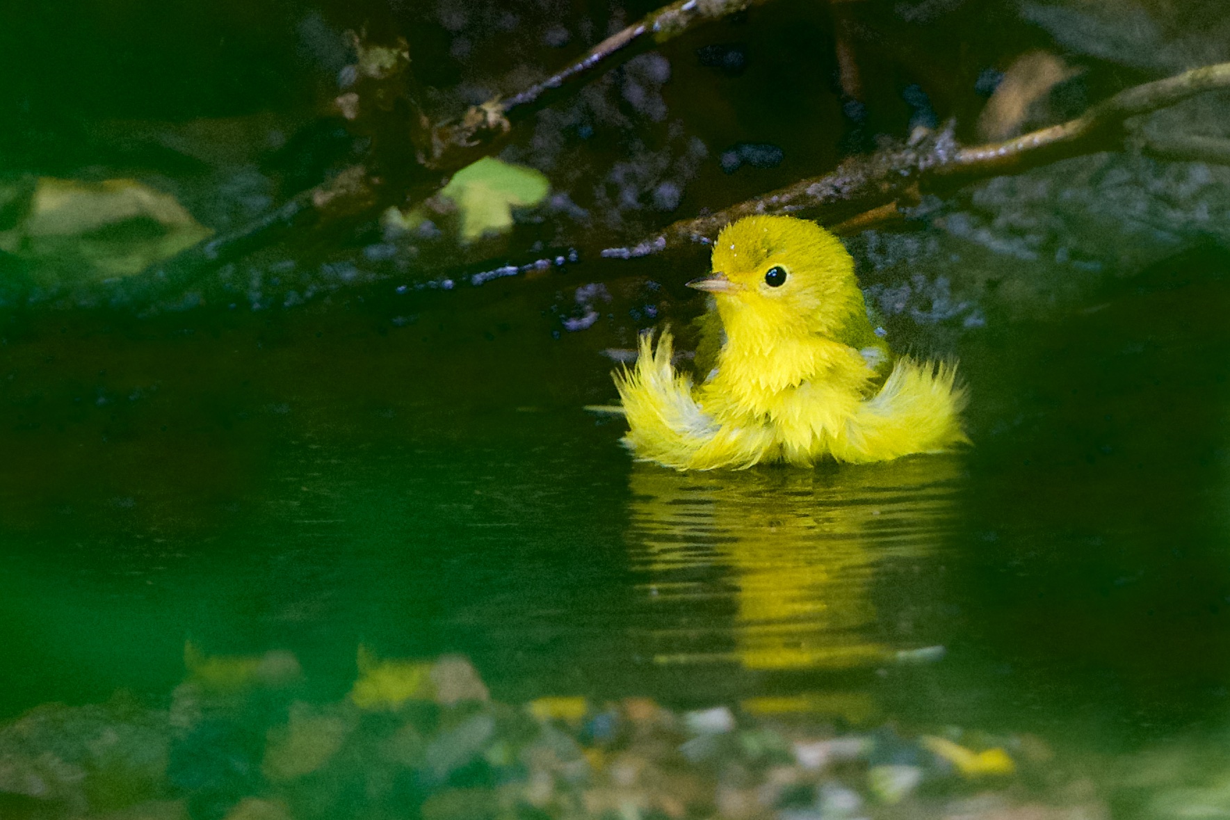 Birds in the Woods Today at Eastern College Pond