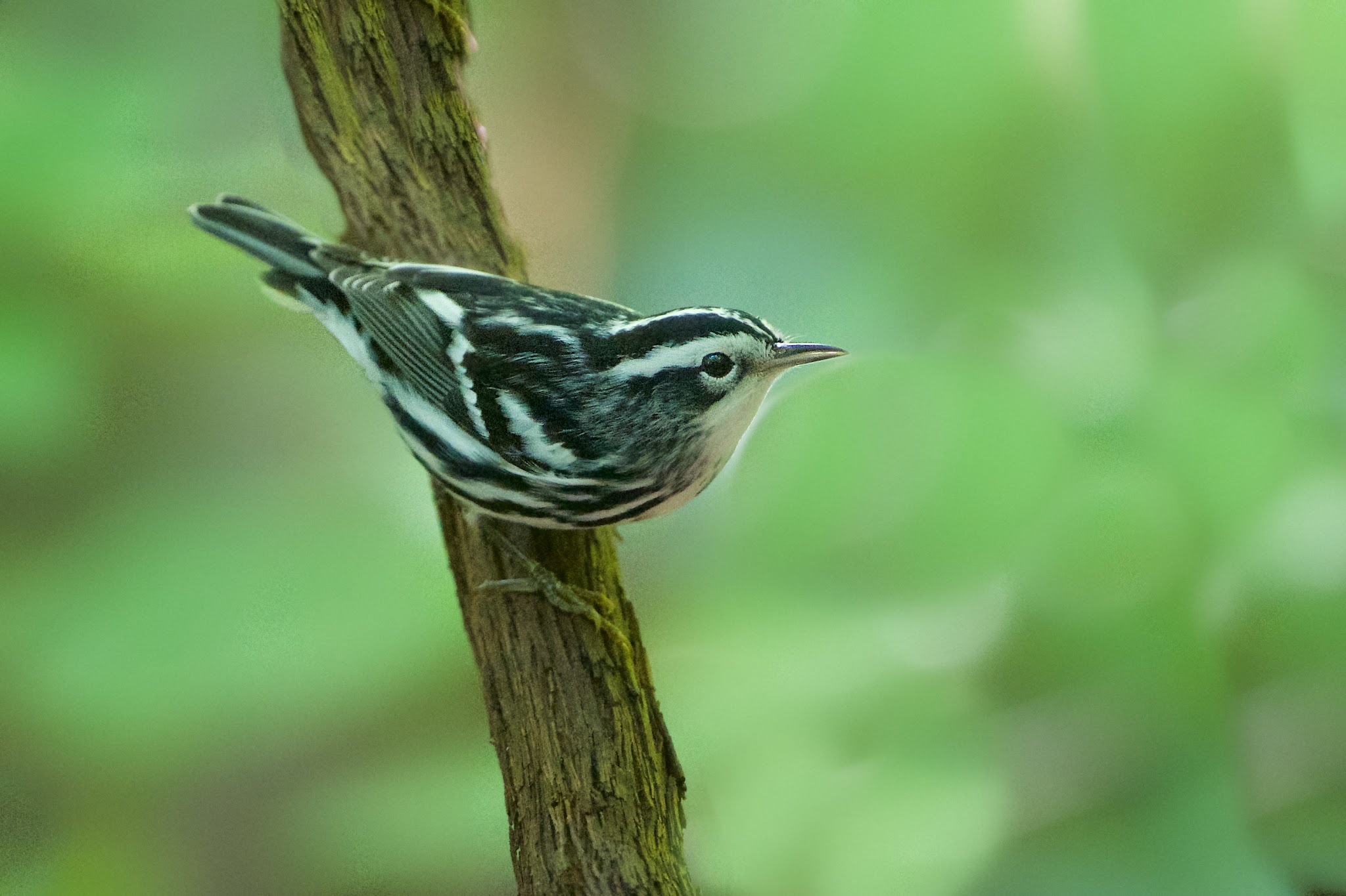 The Yellow Rumped Warbler and a Friend