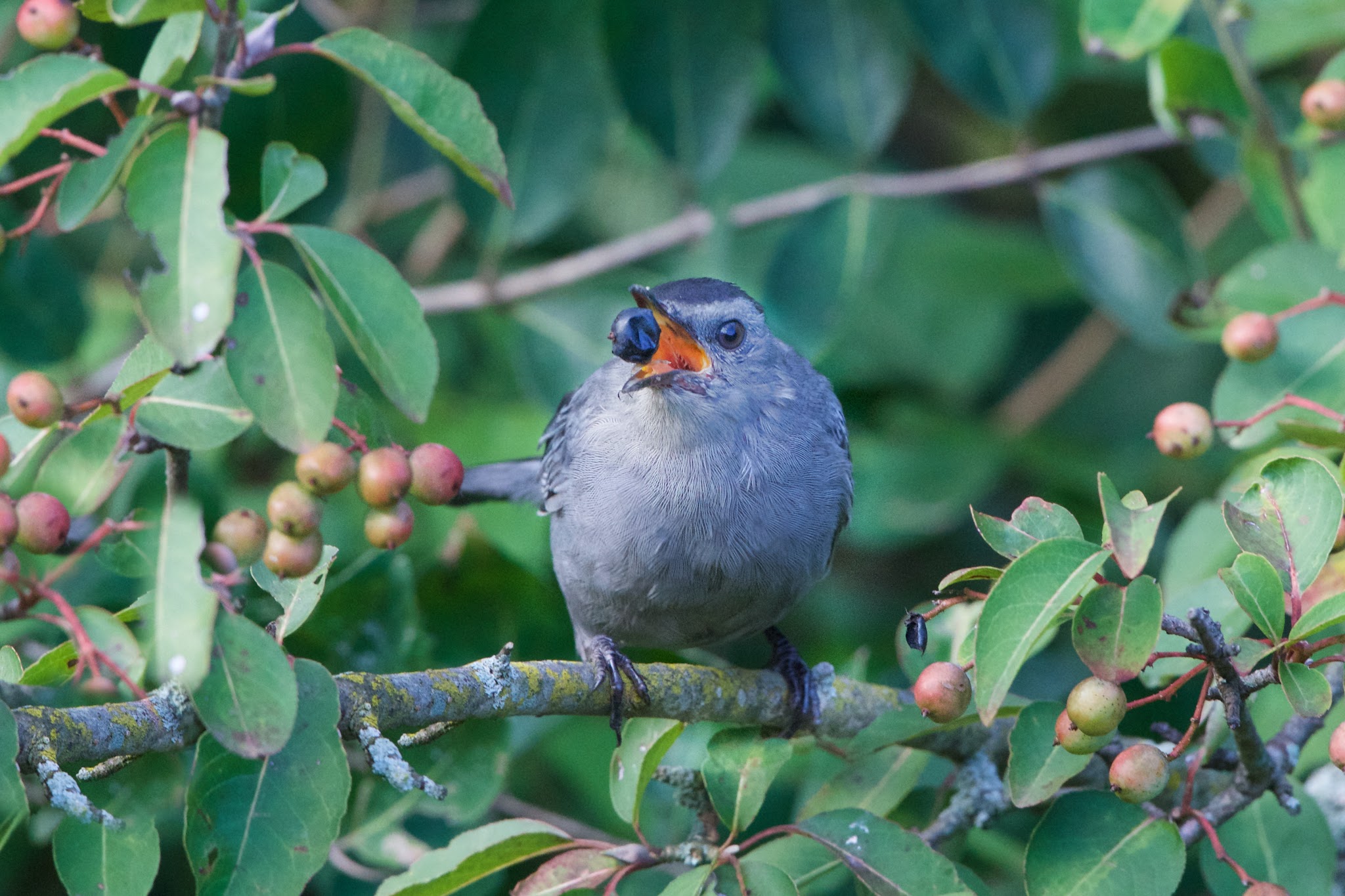 Catbird and the Berry in Valley Forge this Afternoon