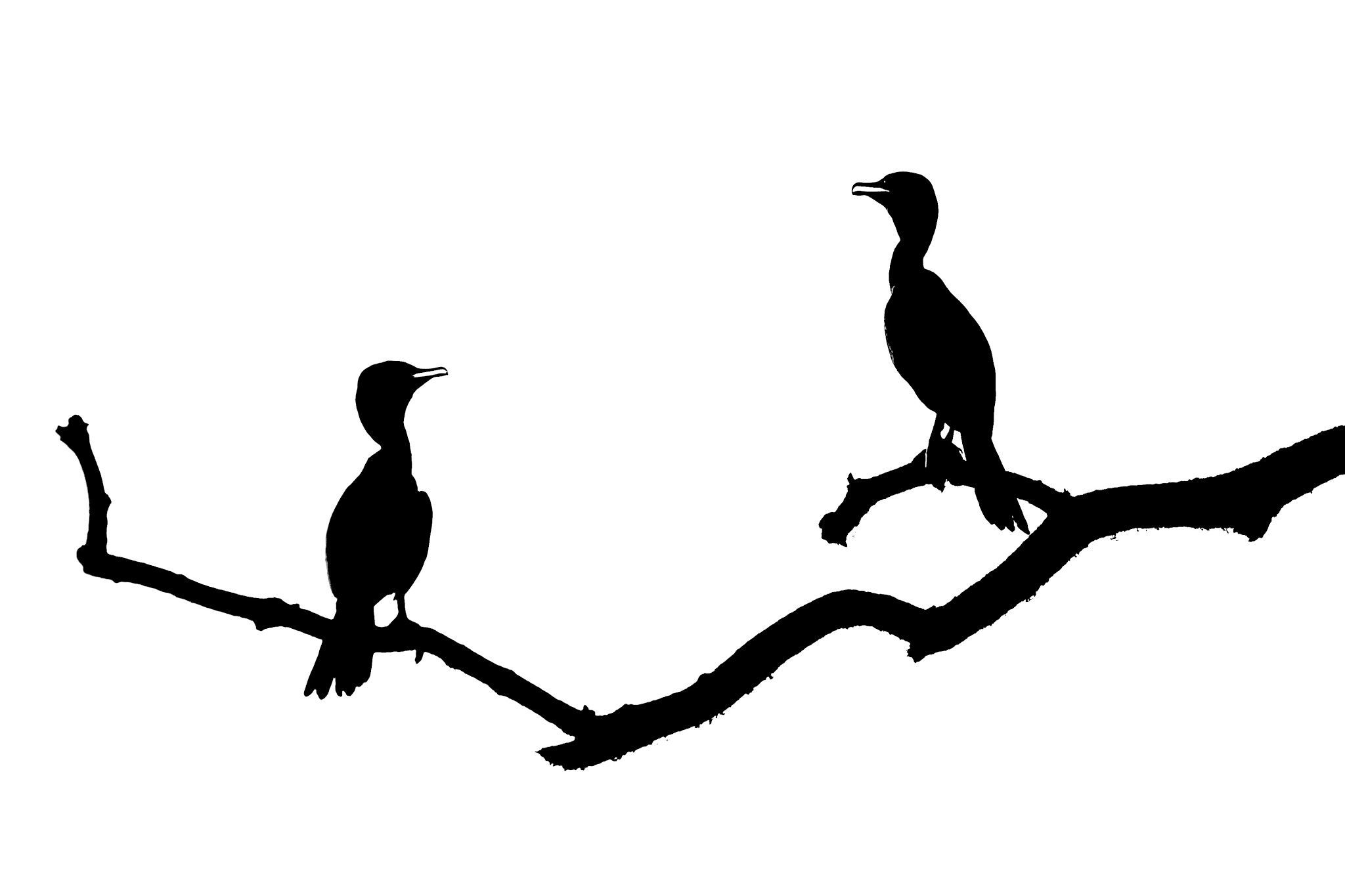 Cormorants in the Pantanal