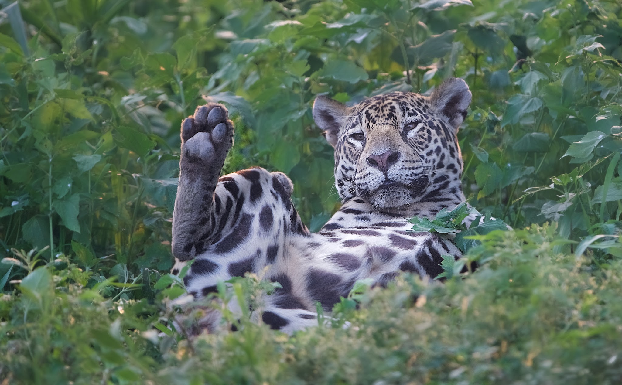 Could You See If I Have a Sticker in My Foot?