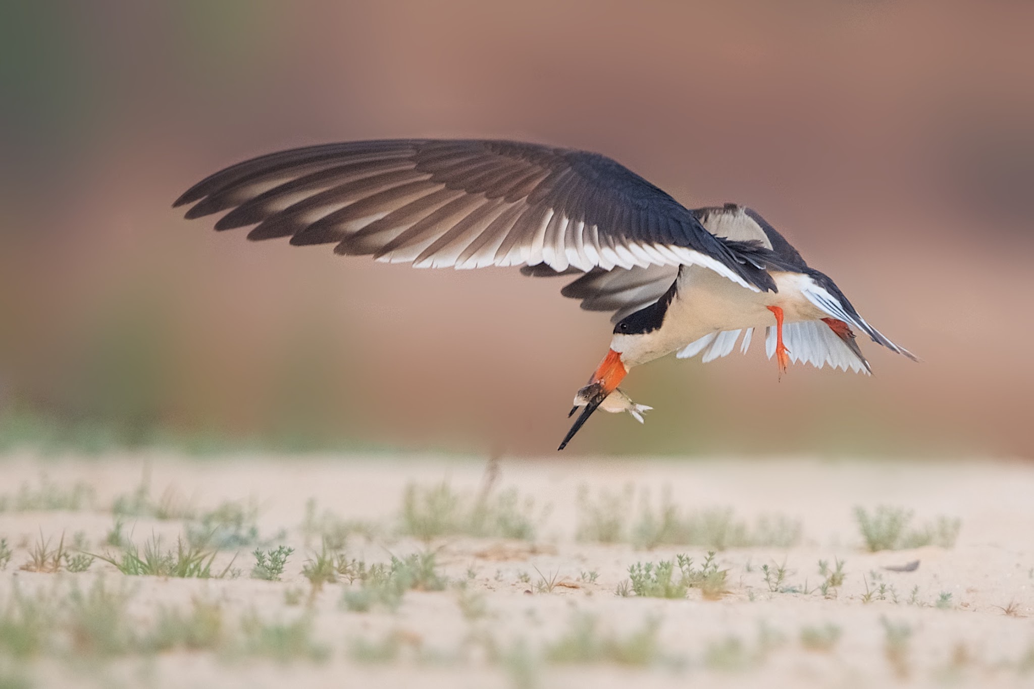 Watch Closely As Yellow Billed Tern Steals Fish and Feeds her Family (Click on photos for better viewing)