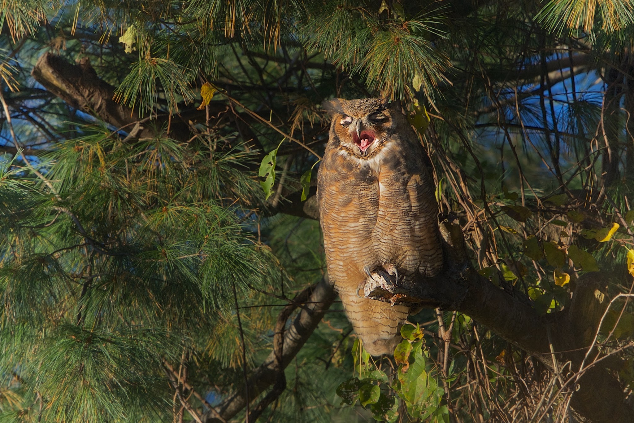 The Sleepy Owl, The Harrier Hawk and the Alert Squirrel in Valley Forge this Morning. (Click for a Better View)