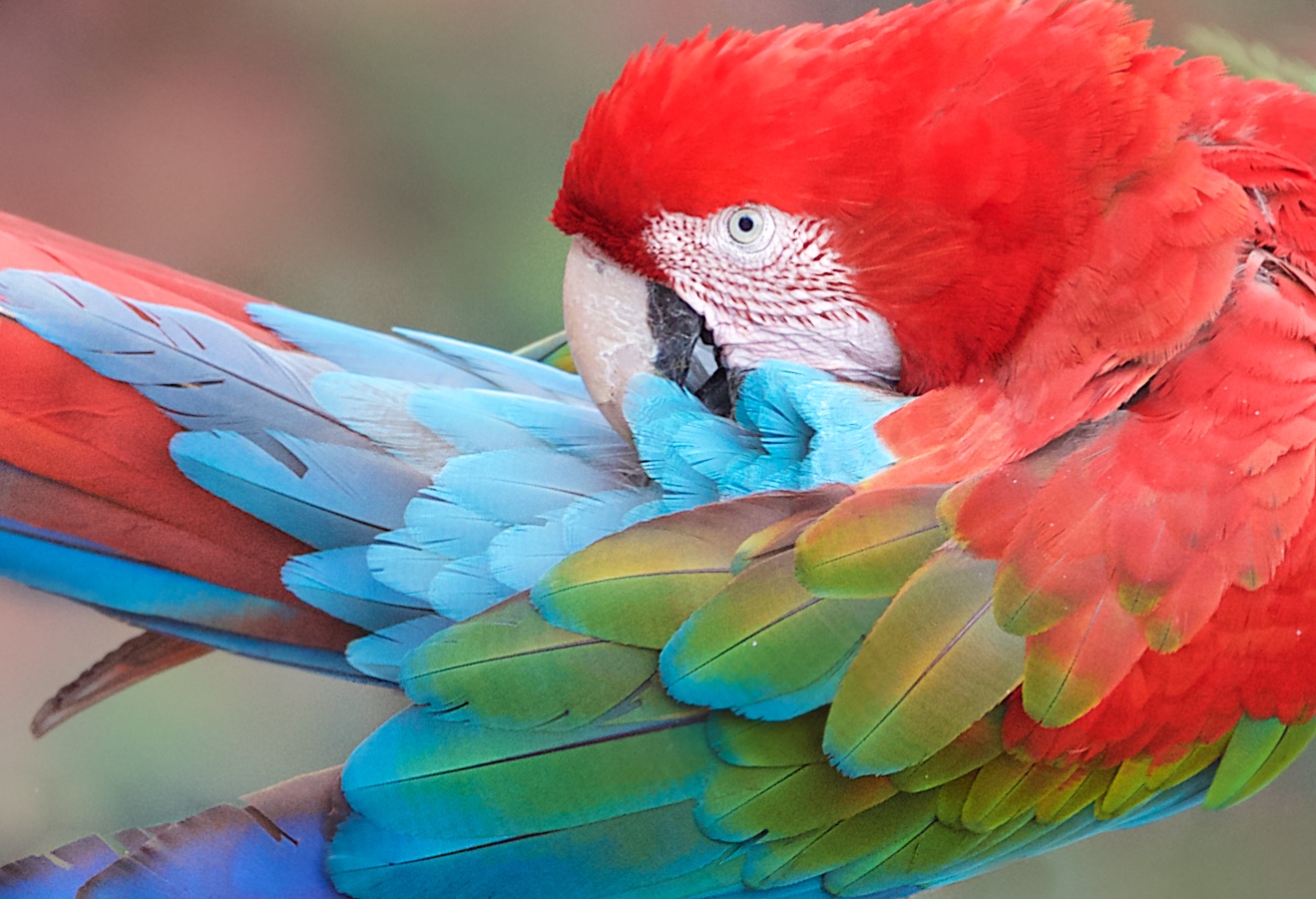 The Beautiful Plumage of the Red and Green Macaw – Pantanal, Brazil