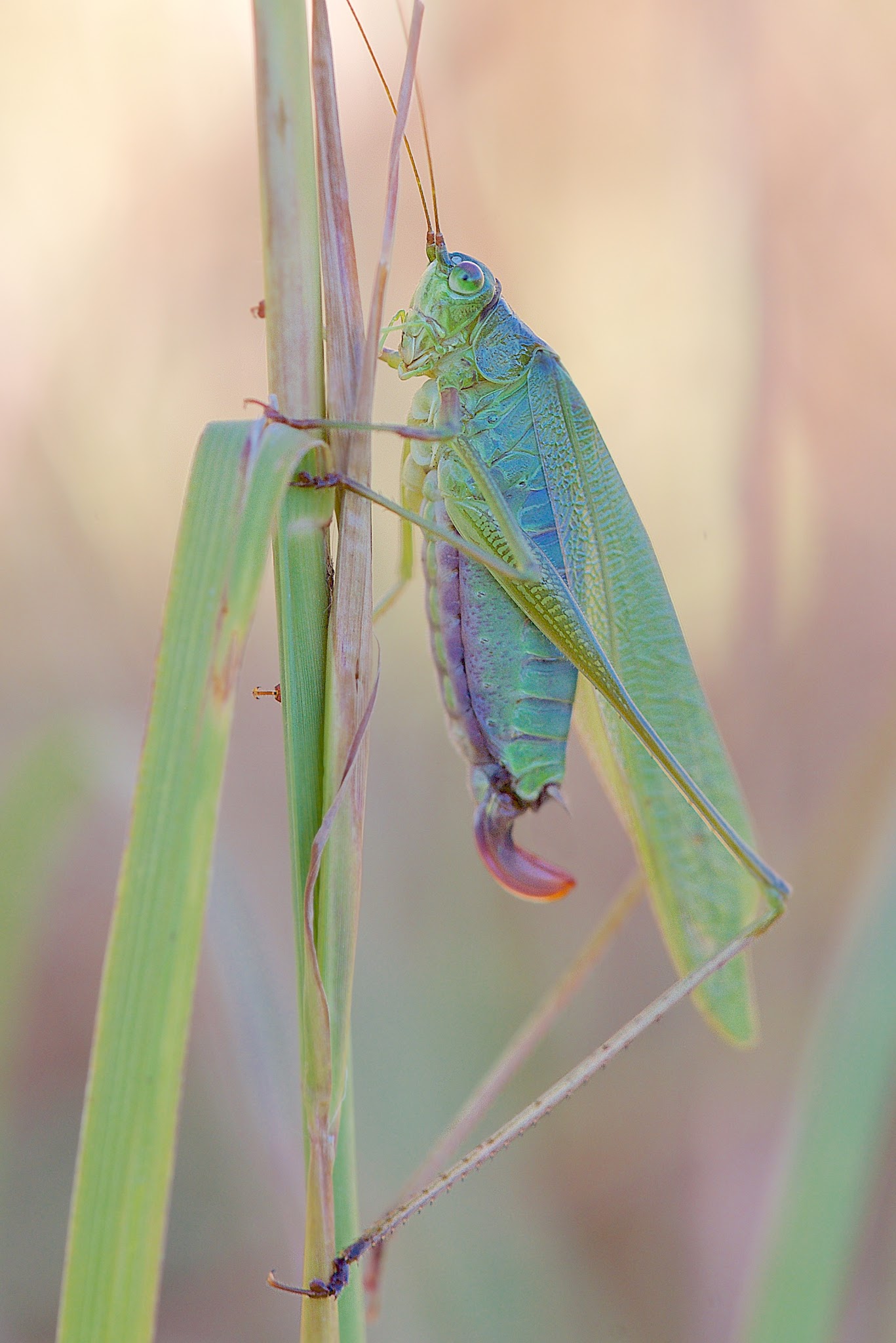 The Beautiful Female Katydid in Valley Forge