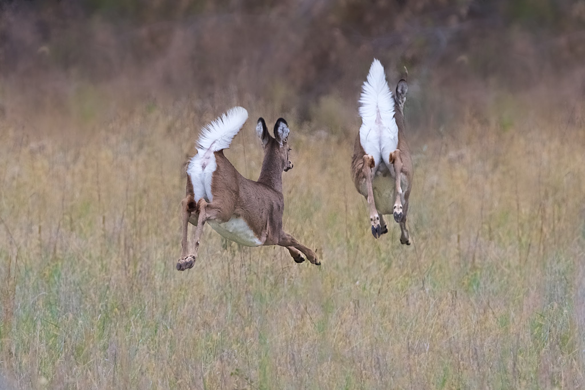 White Tailed Deer in Valley Forge