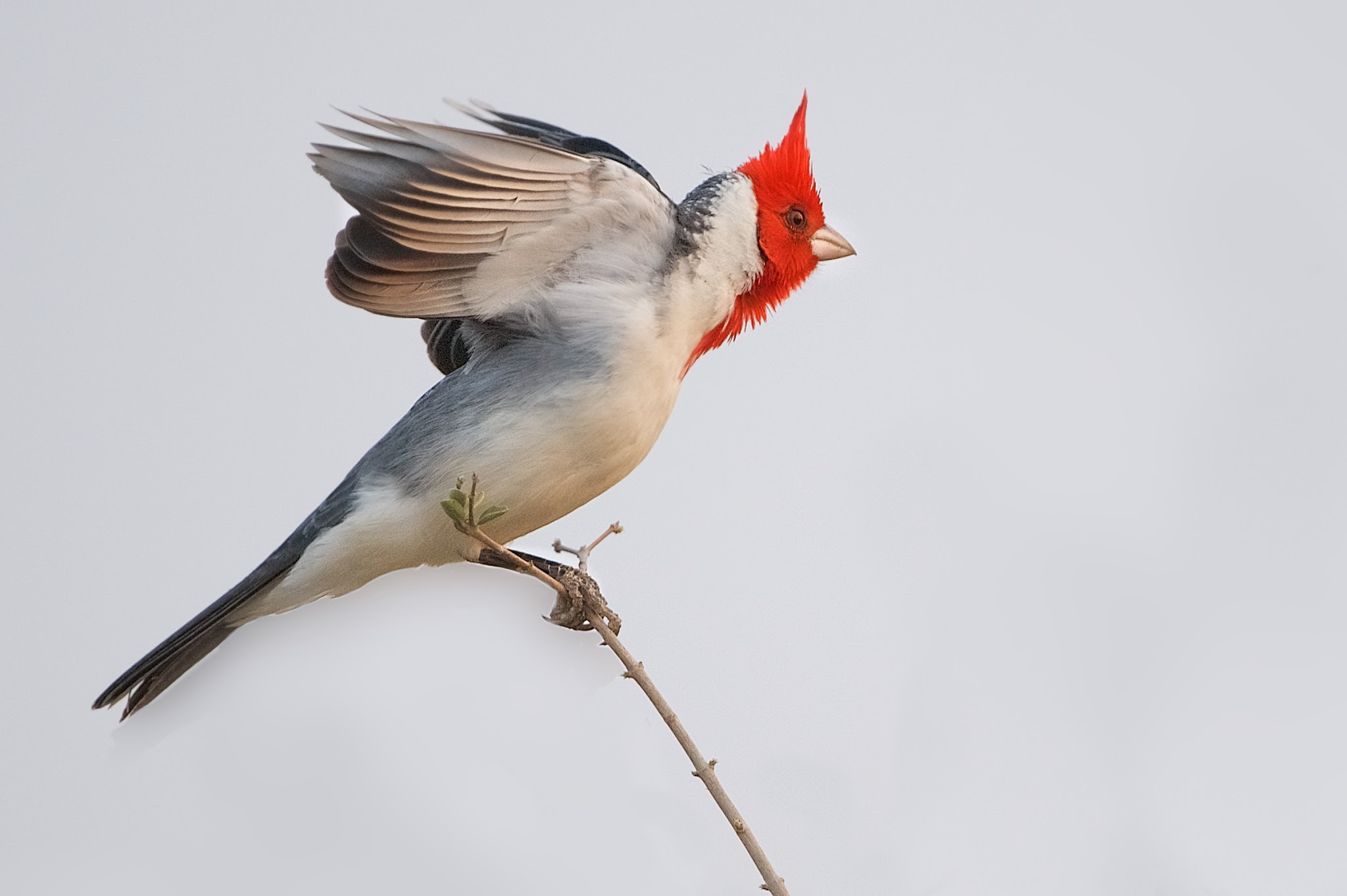 Red Crested Cardinal in the Pantanal
