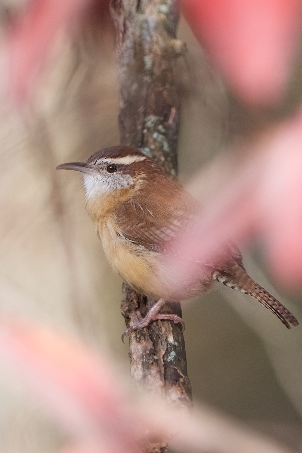 Carolina in the Fall