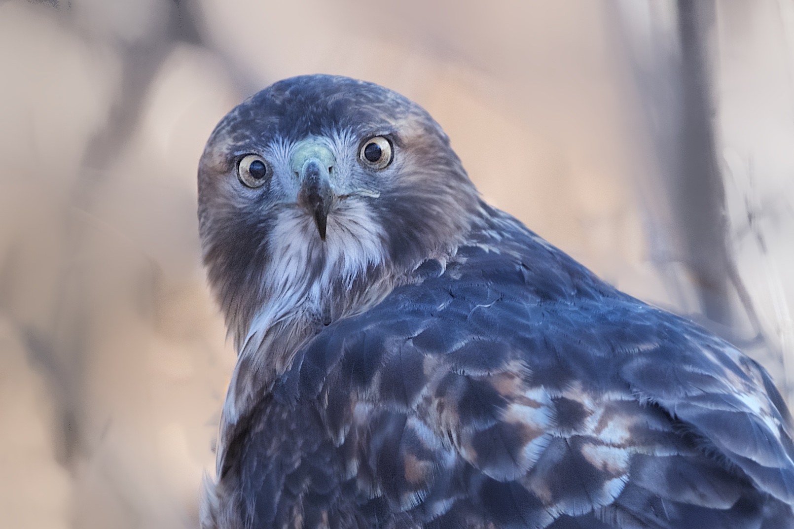 Hawk Eyes in Valley Forge