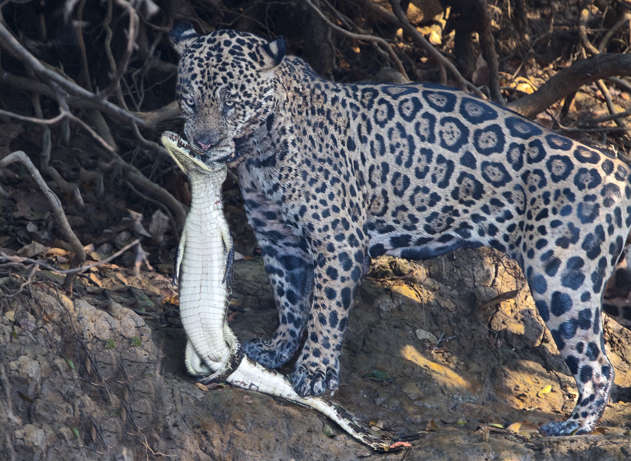 Not a Good Day for the Caiman