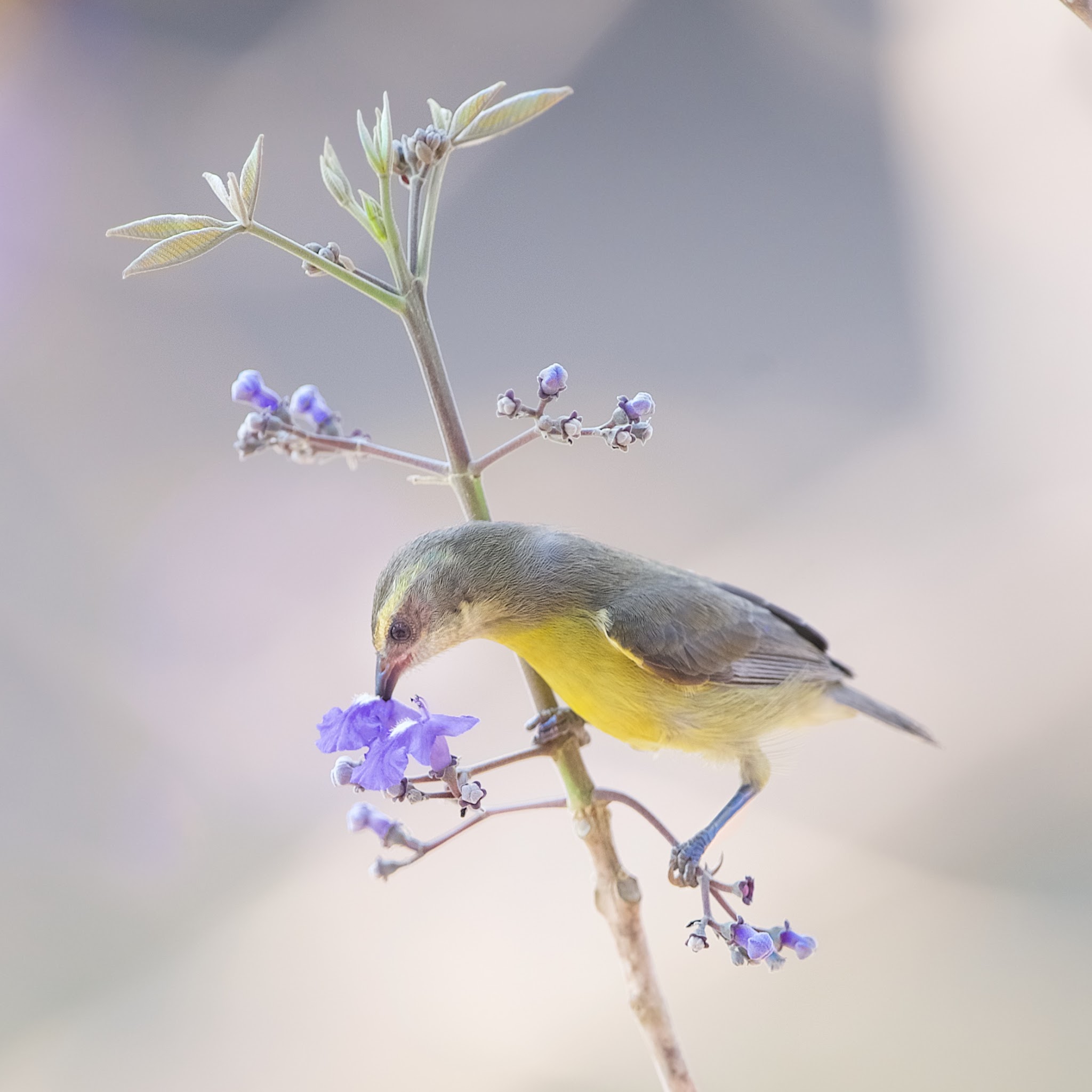 I’m working on the Pantanal Book. It’s coming together and should be ready for Christmas.