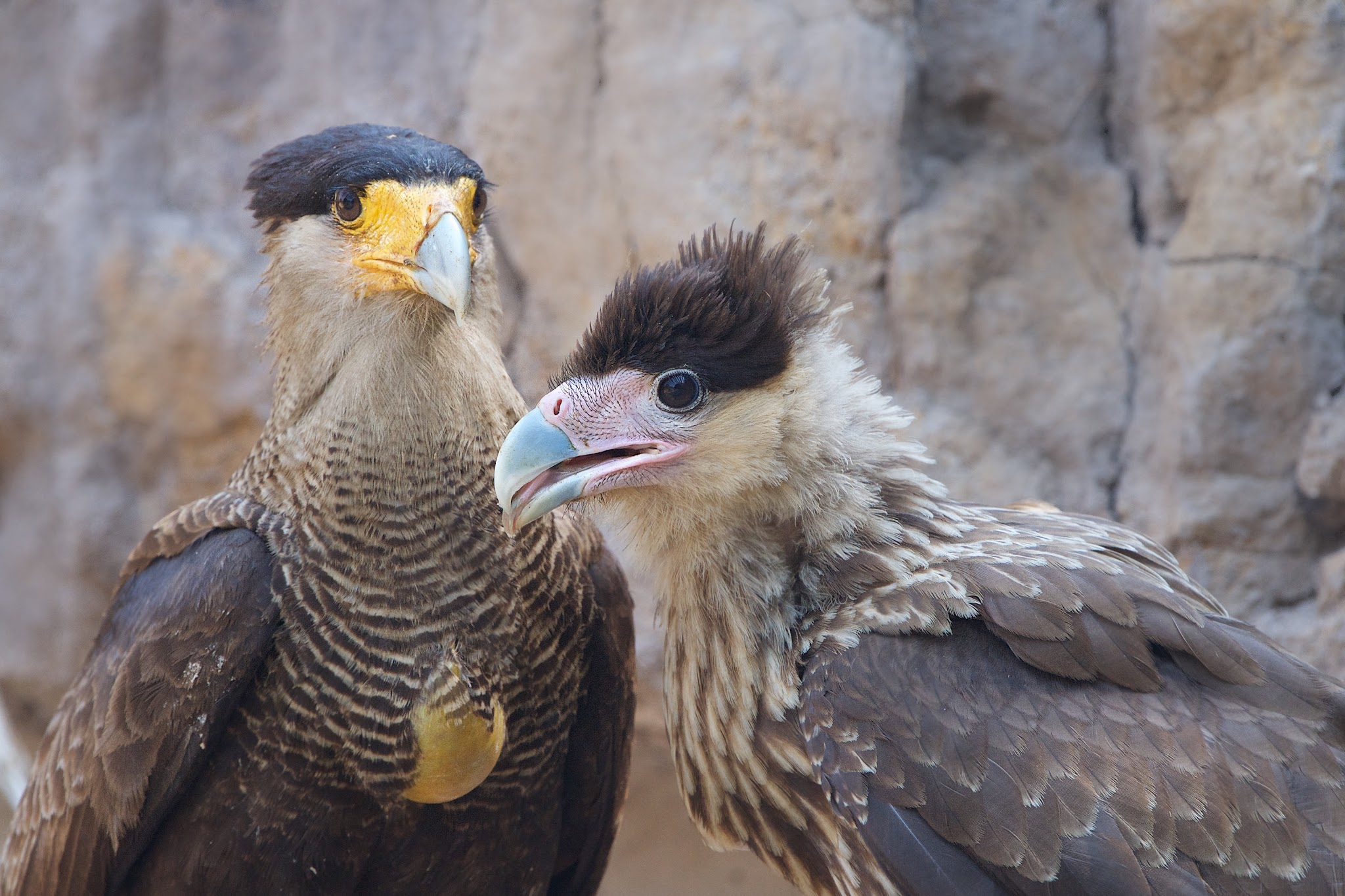 Southern Crested Caracara