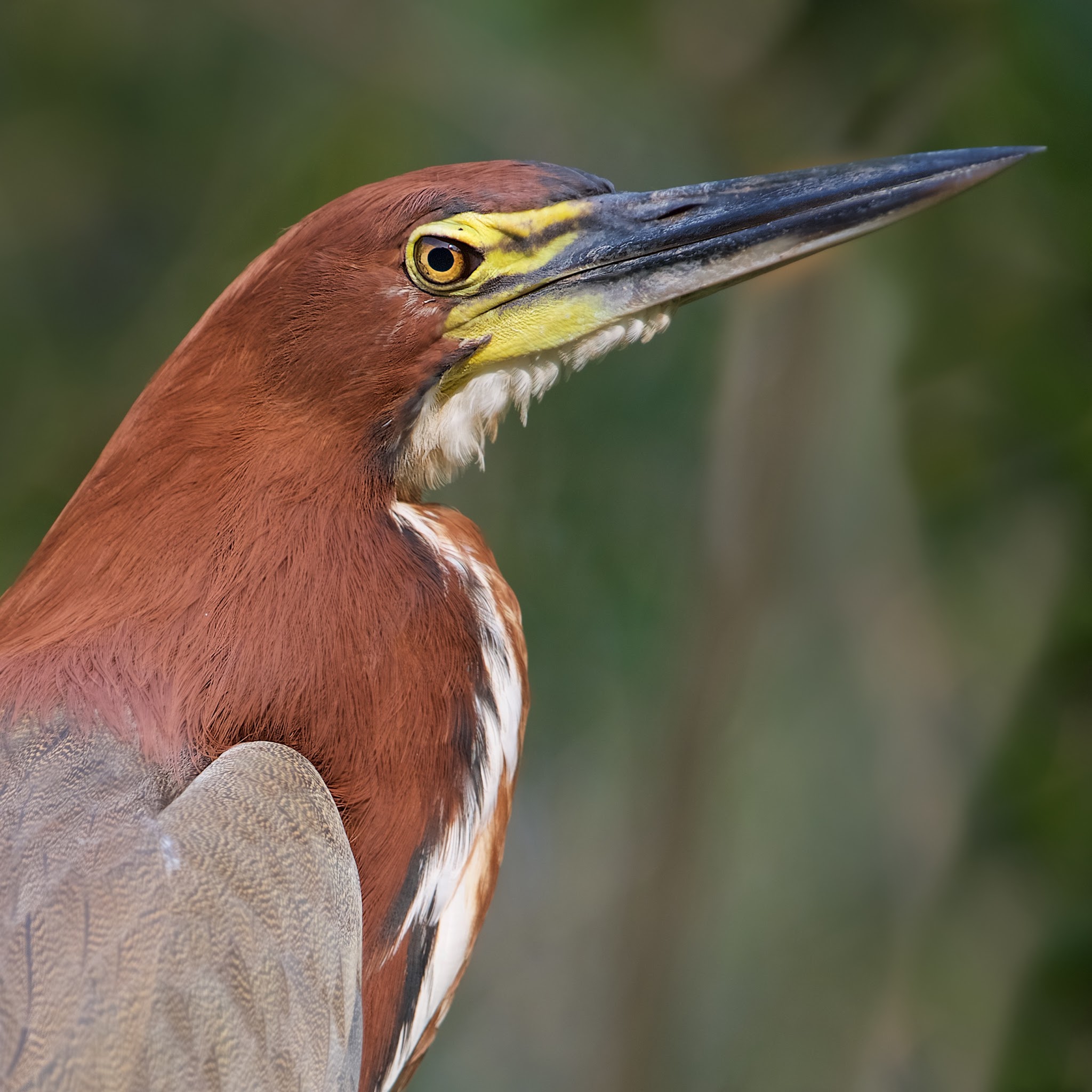 Portrait of the Tiger Heron