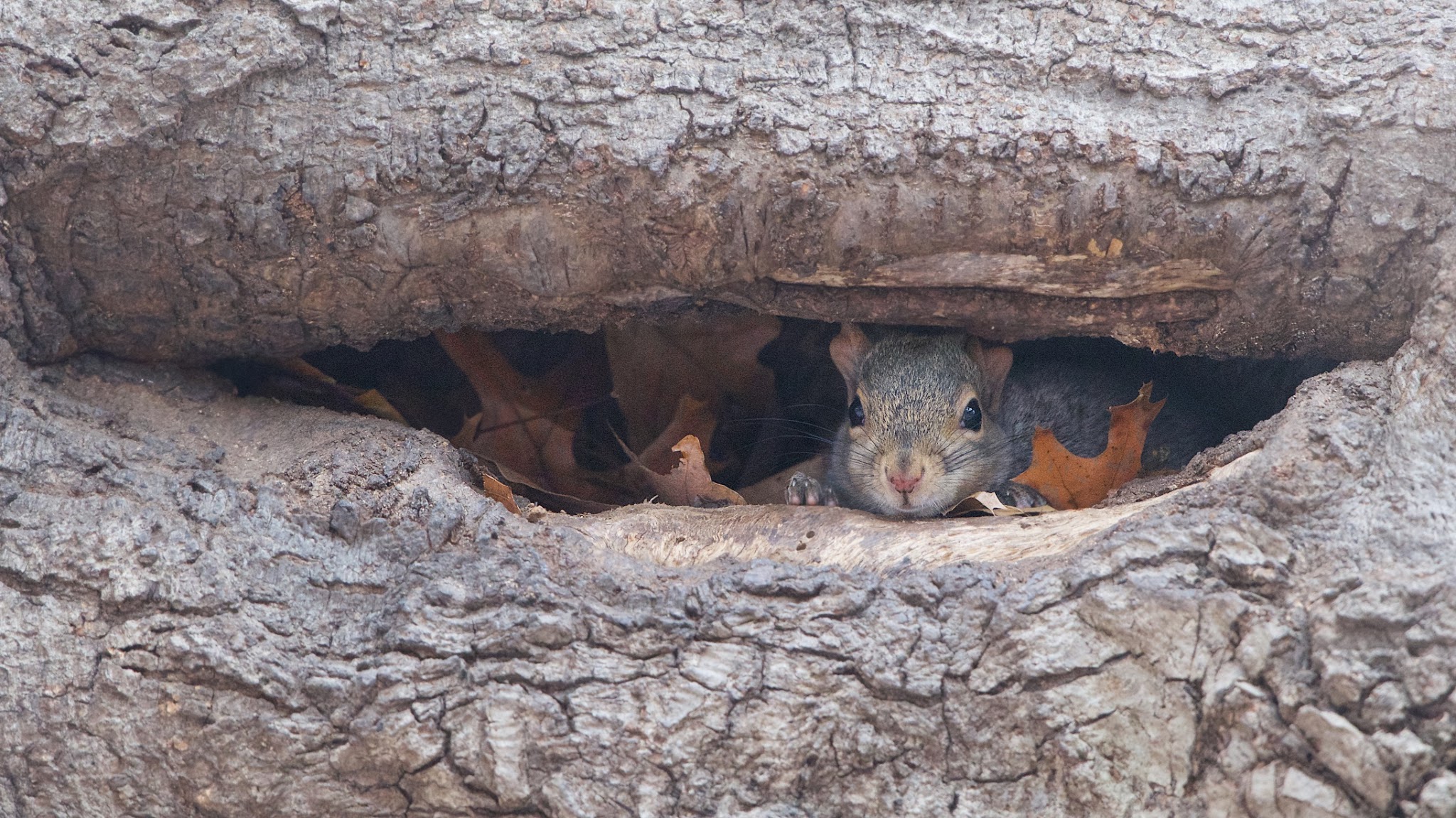 Peeking Through the Window (Click Photo for a better Peek)