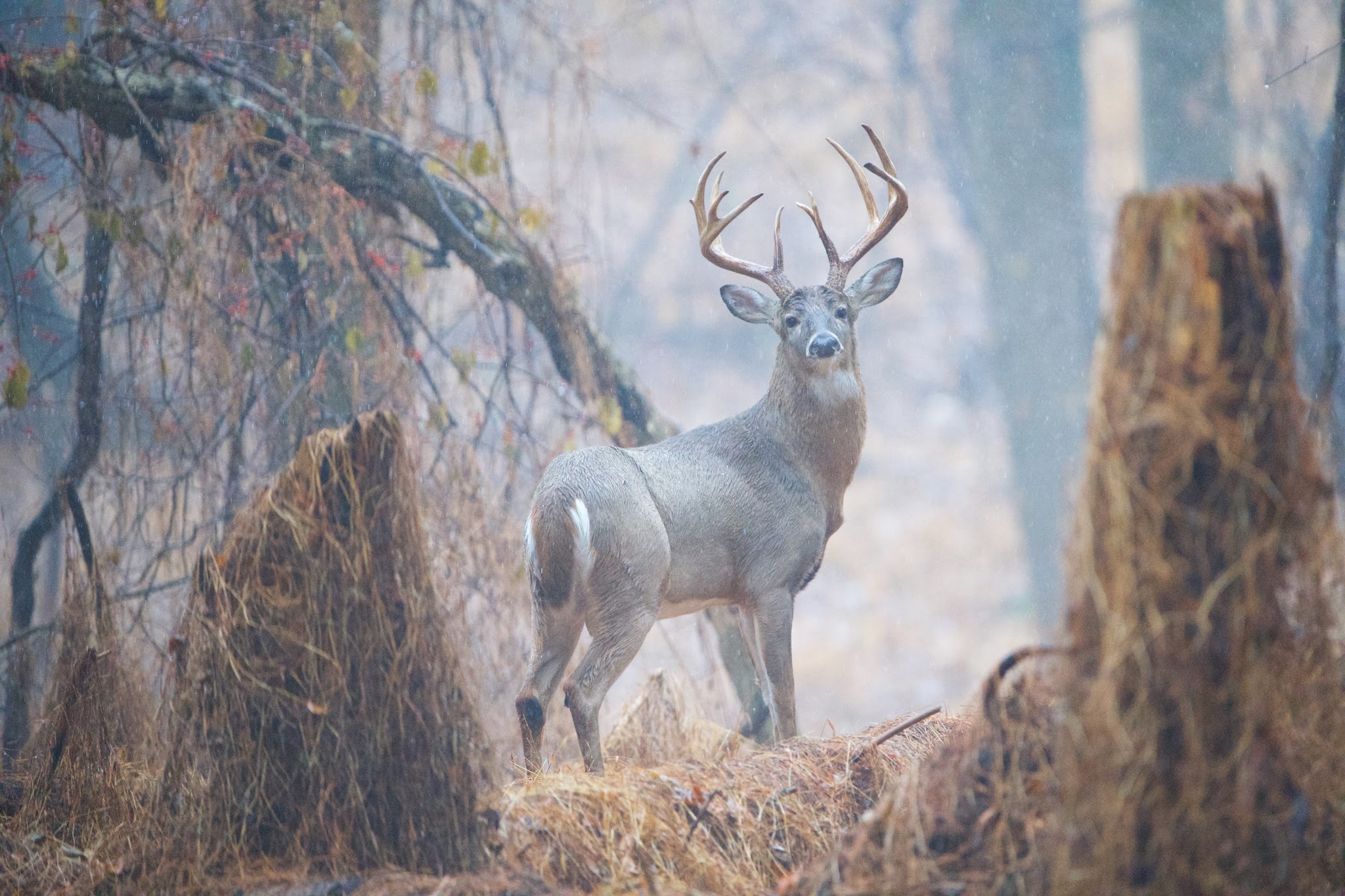 Ten Pointer in the Rain
