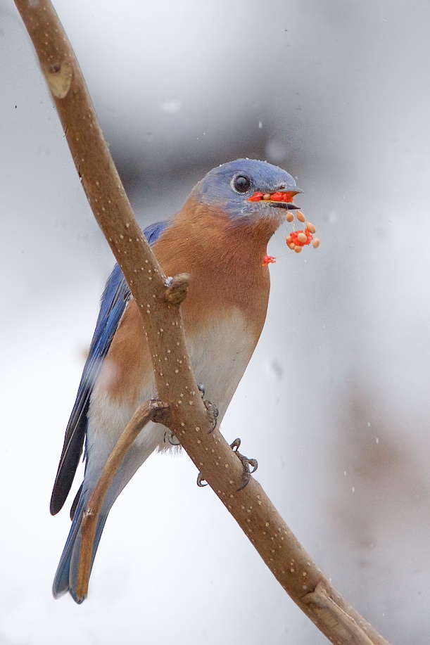 Bluebird Storing Up Berries in the Snow Storm today in Valley Forge