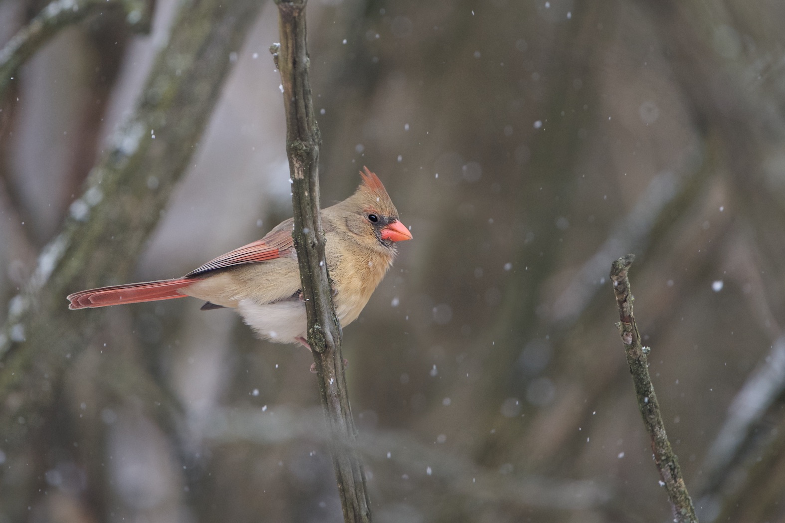 Cardinal in the Snow Today in Valley Forge