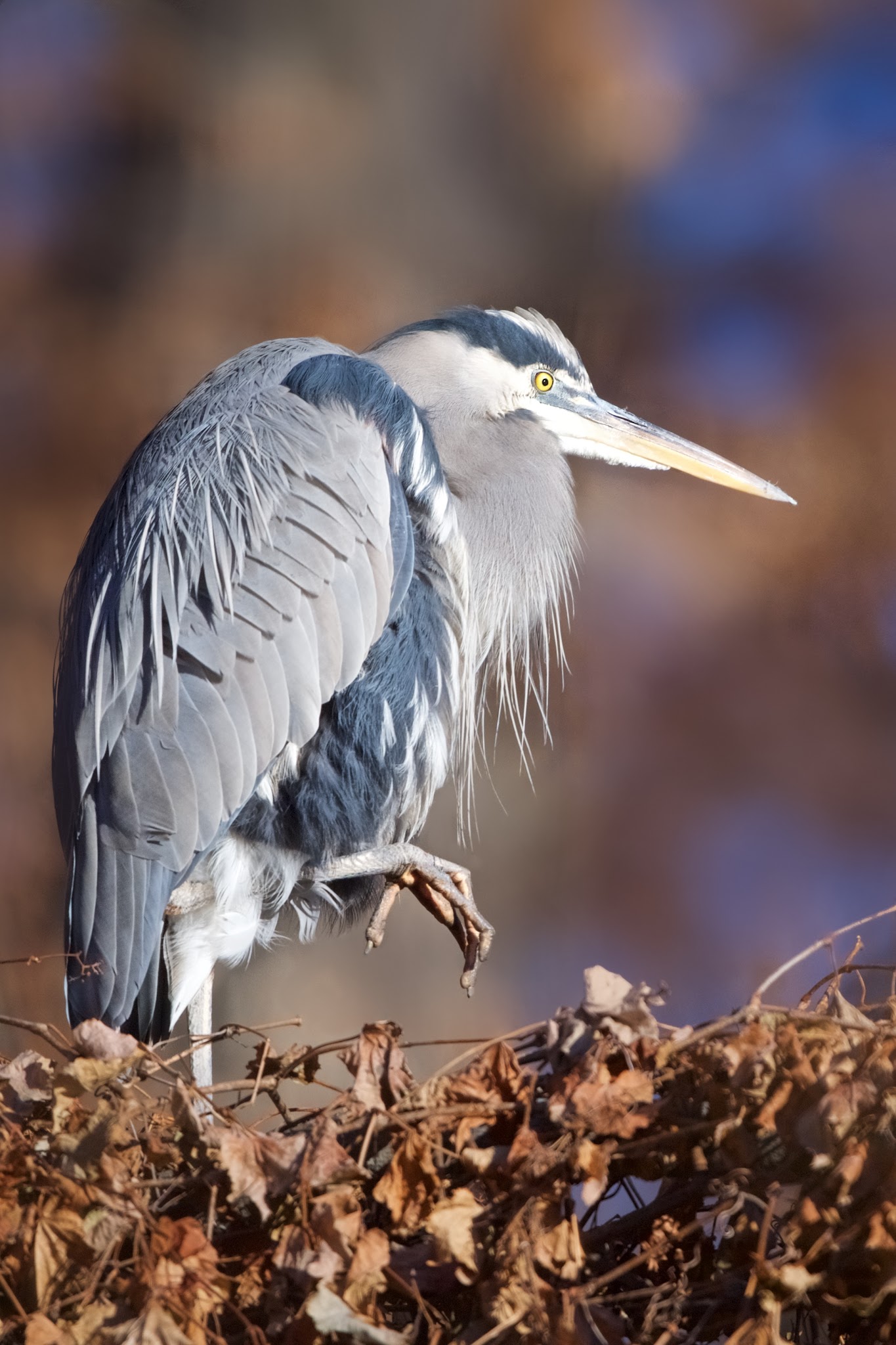 Great Blue Heron Without Gloves This Cold Cold Morning