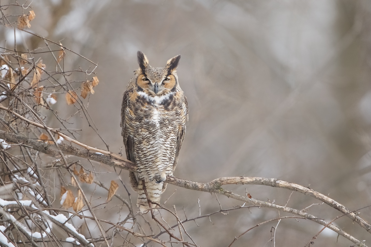 Great Horned Owl in Valley Forge