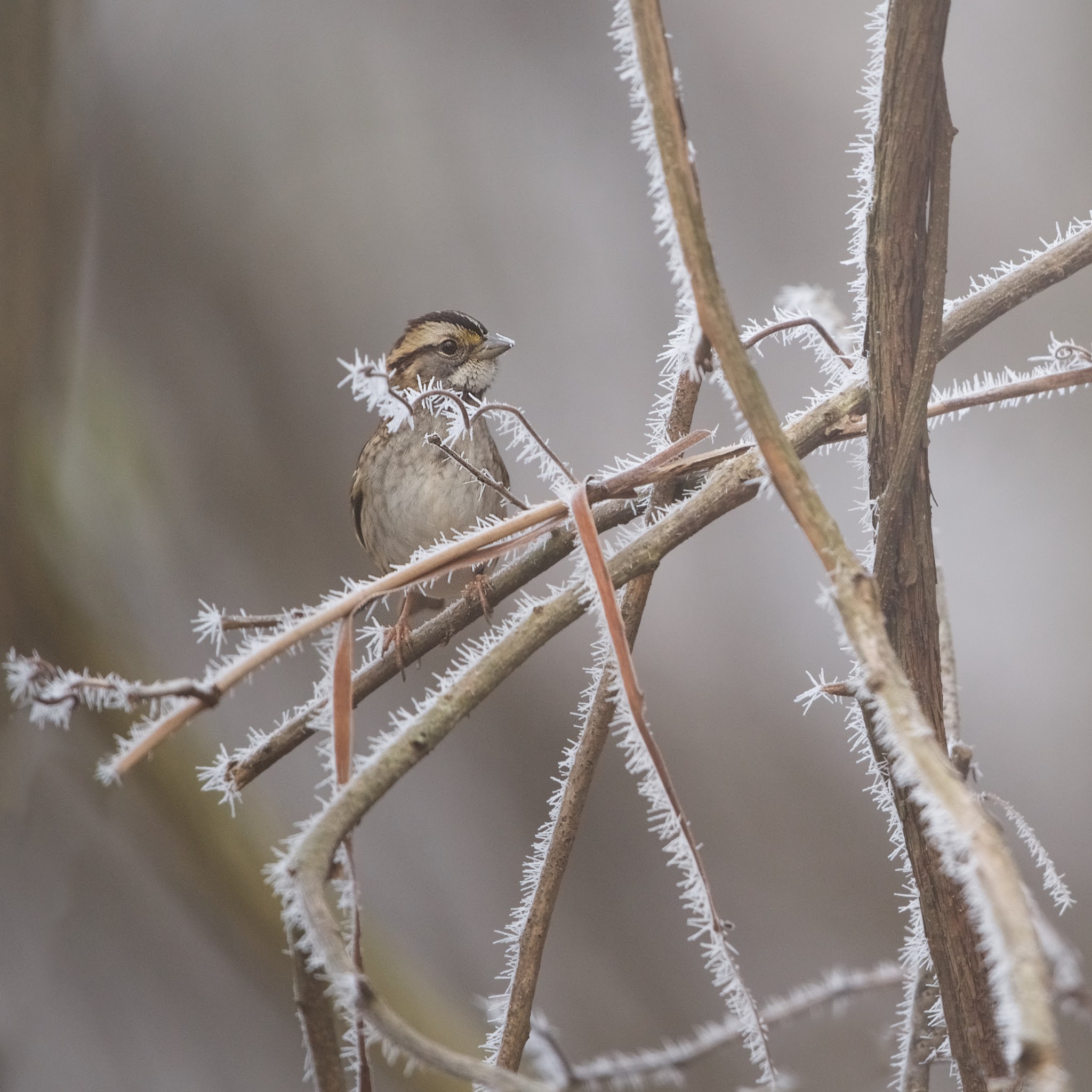 Little Sparrow in the First Frost this Year In Valley Forge