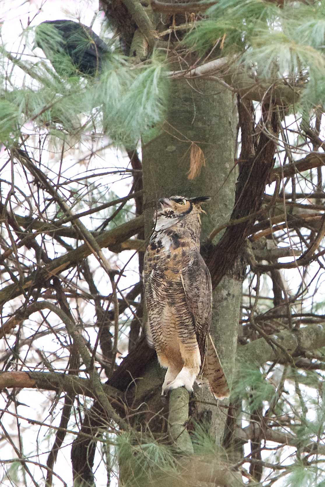 Owl Being Harassed by Crows