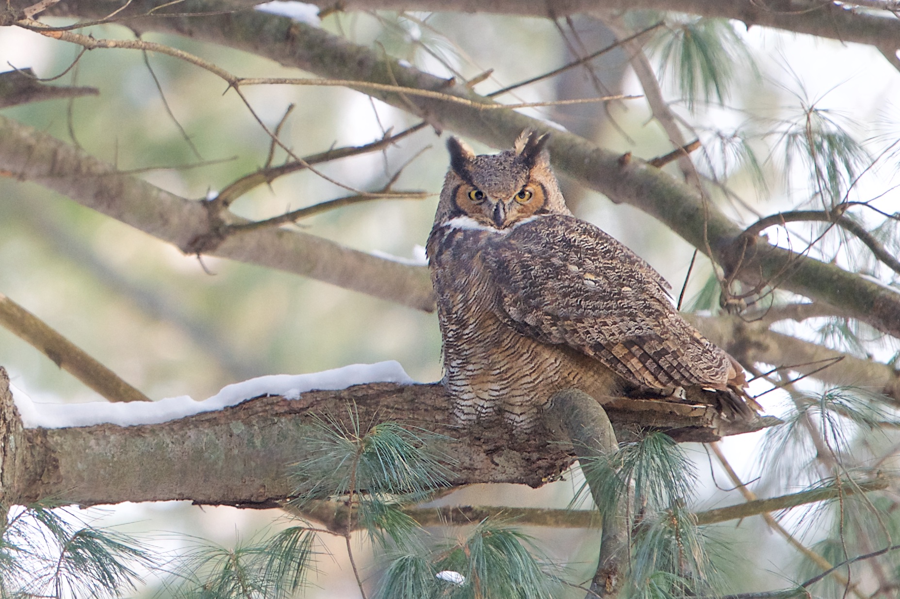 A Stern but Very Happy New Year from the Great Horned Owl