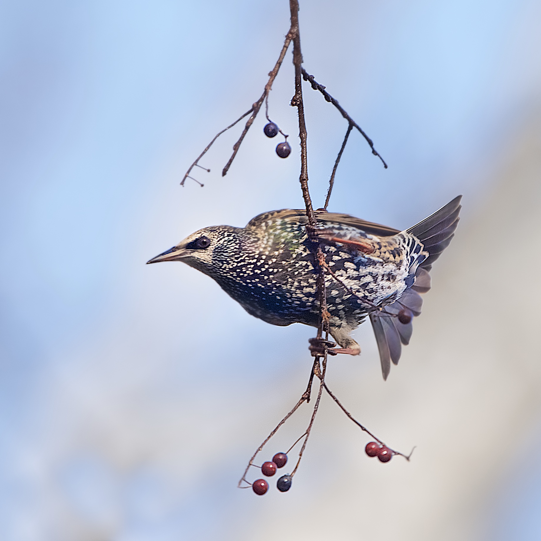 The Starling and the Berries in Valley Forge this Morning