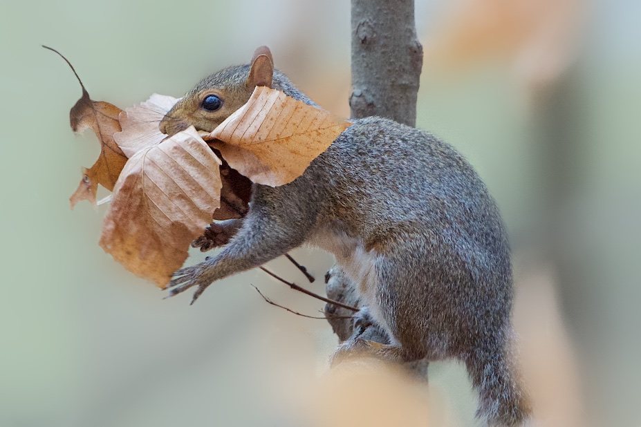 The Leaf Gatherer at Eastern College Pond