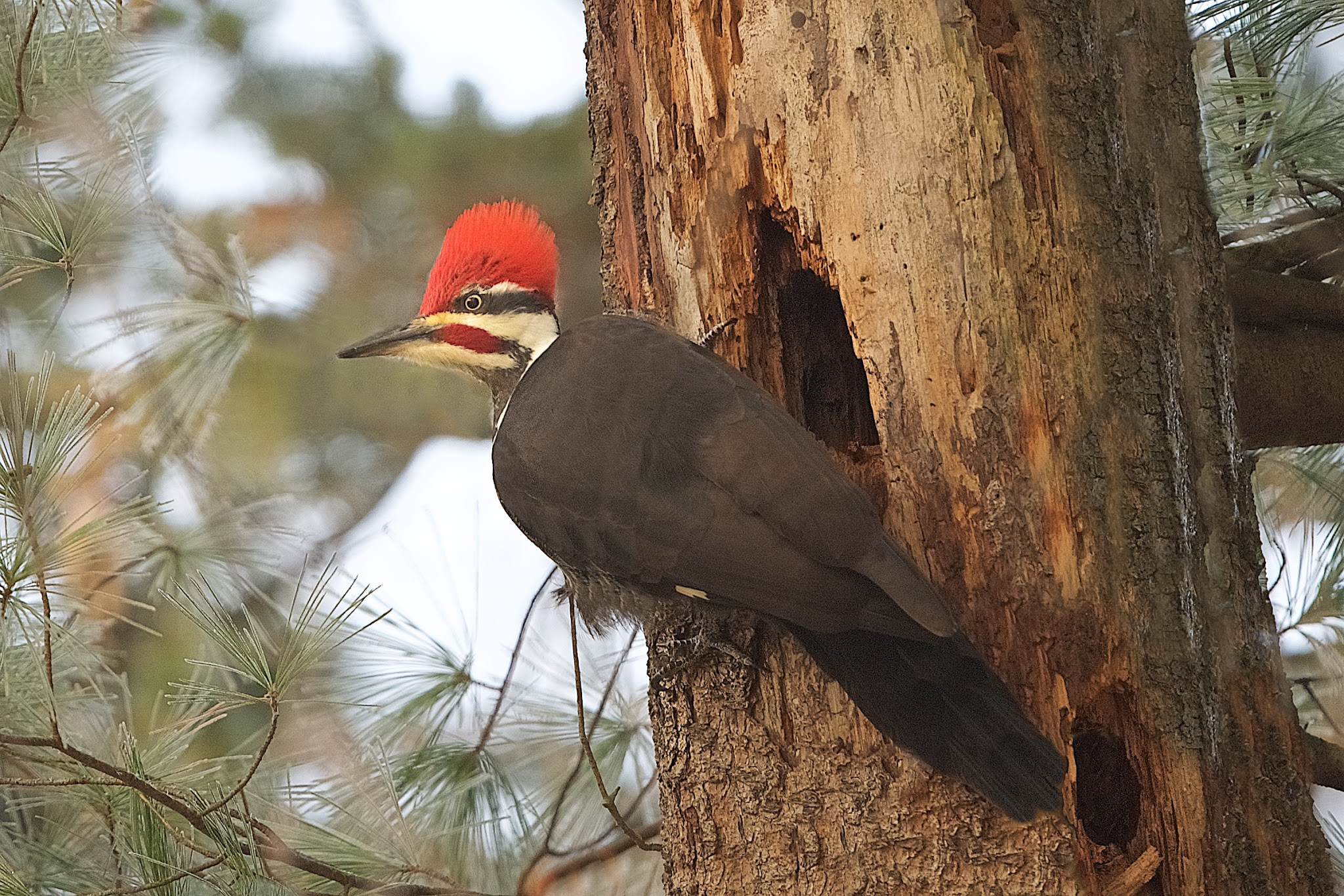 The Pileated Woodpecker in Valley Forge