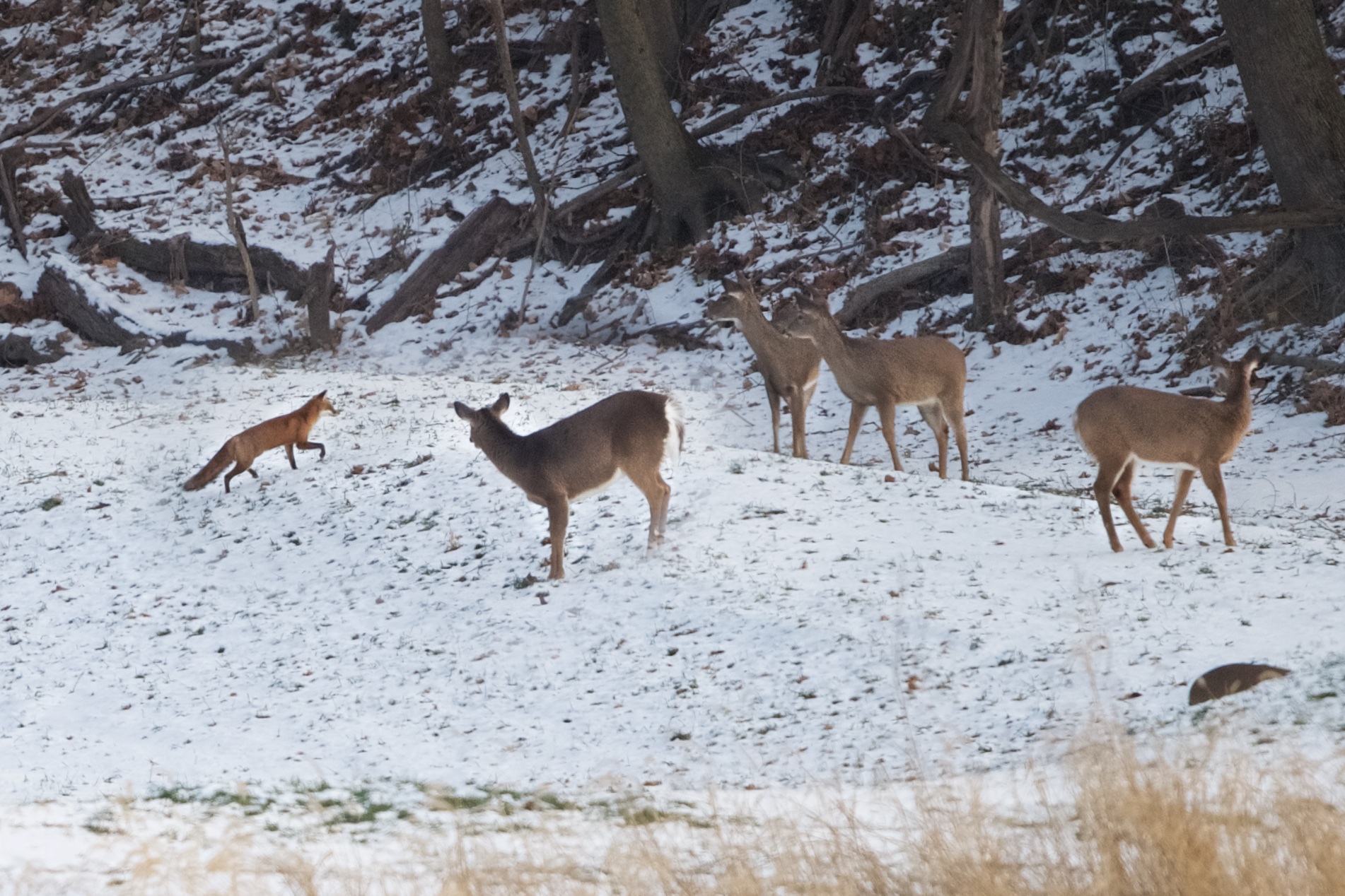 Fox and the Deer and Battling Bucks