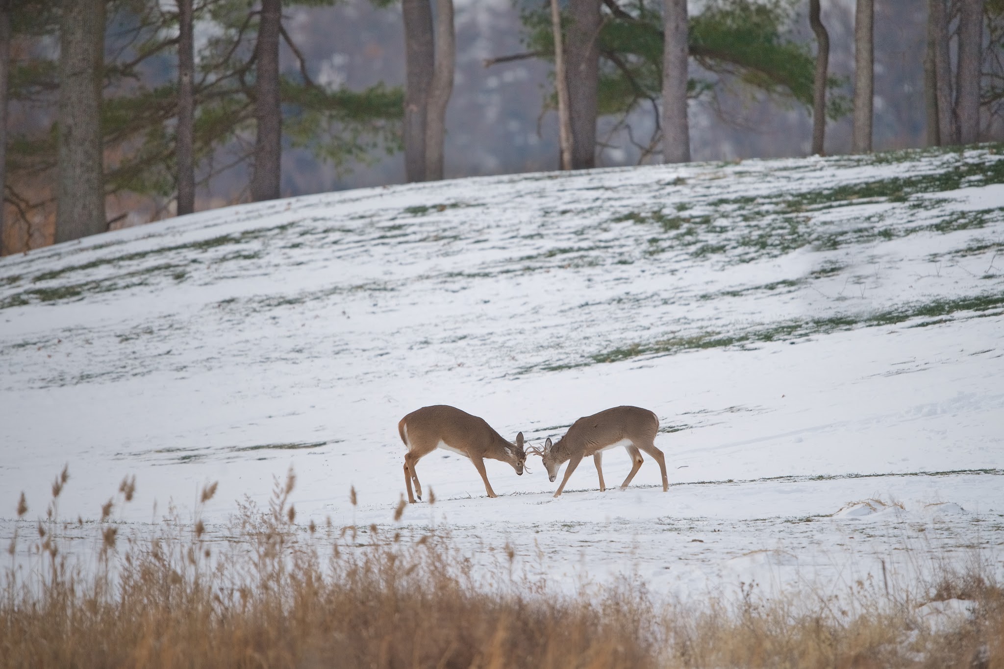 Deer, Deer Everywhere
