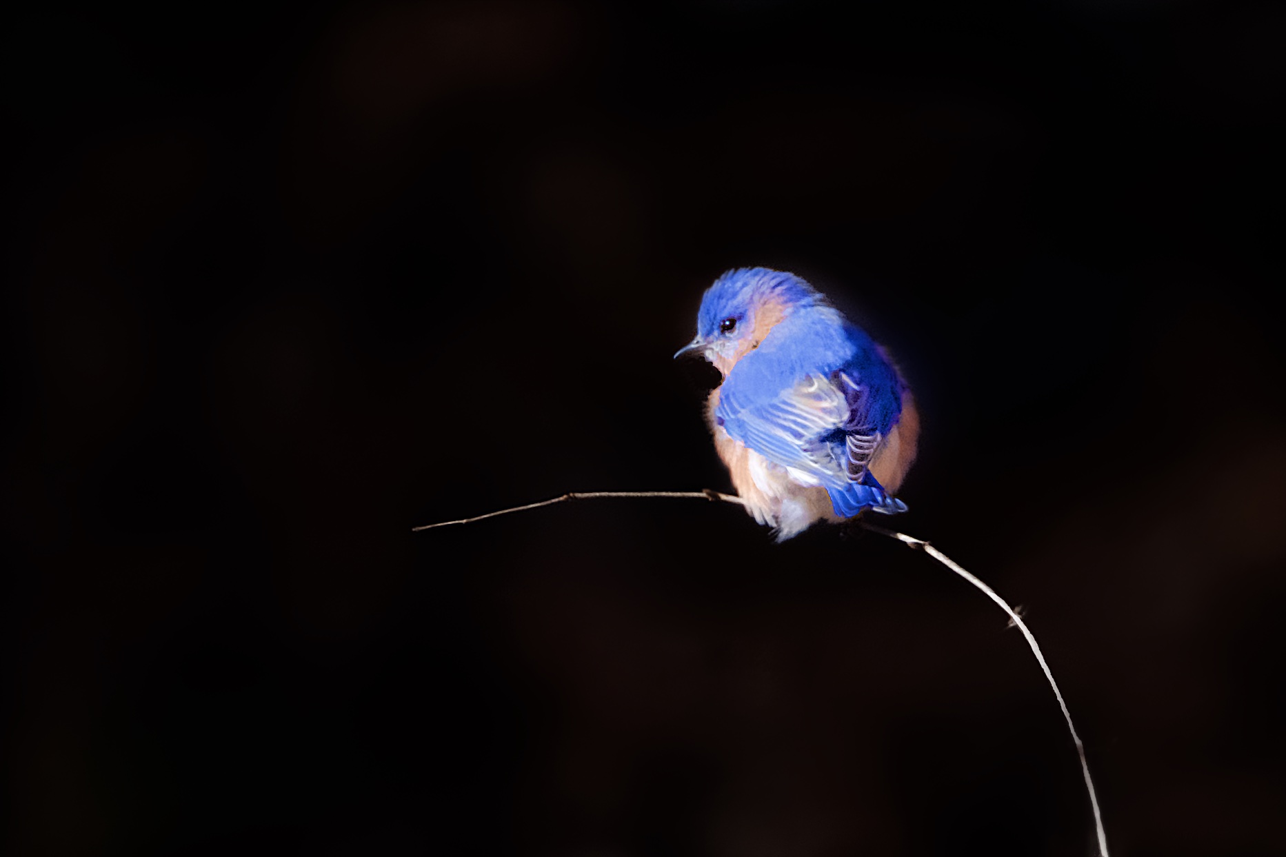 Bluebird on a Curved Branch