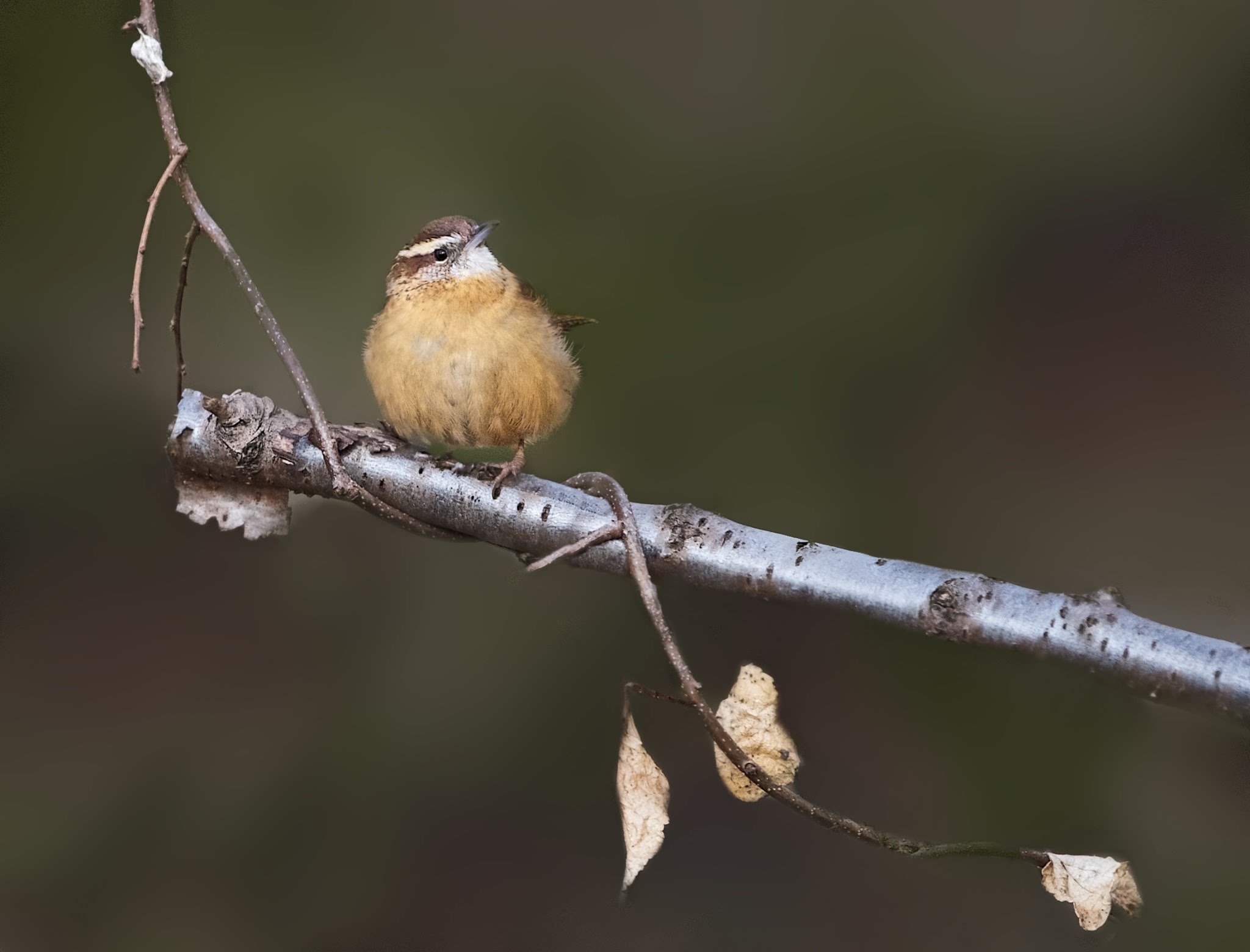Carolina Wren and Three Leaves