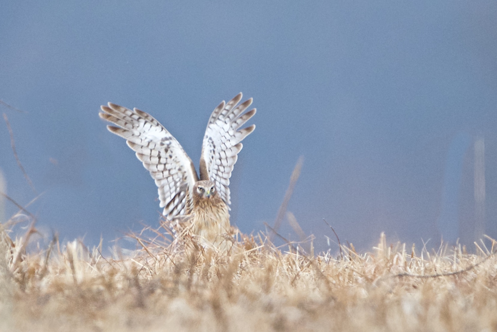 Harrier – Hands Up